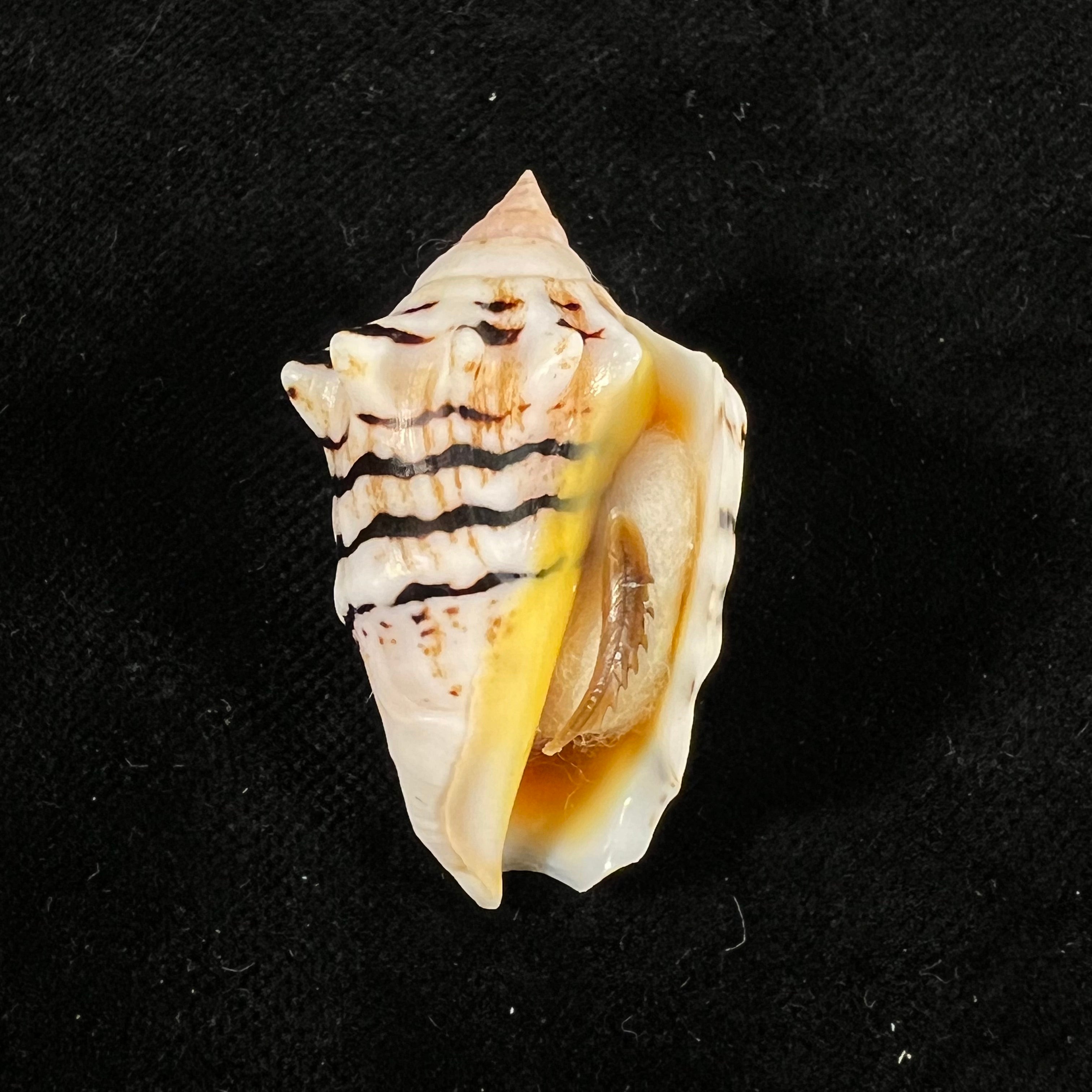 Conomurex fasciatus elegans Romagna-Manoja, E., 1973 - 39,1mm