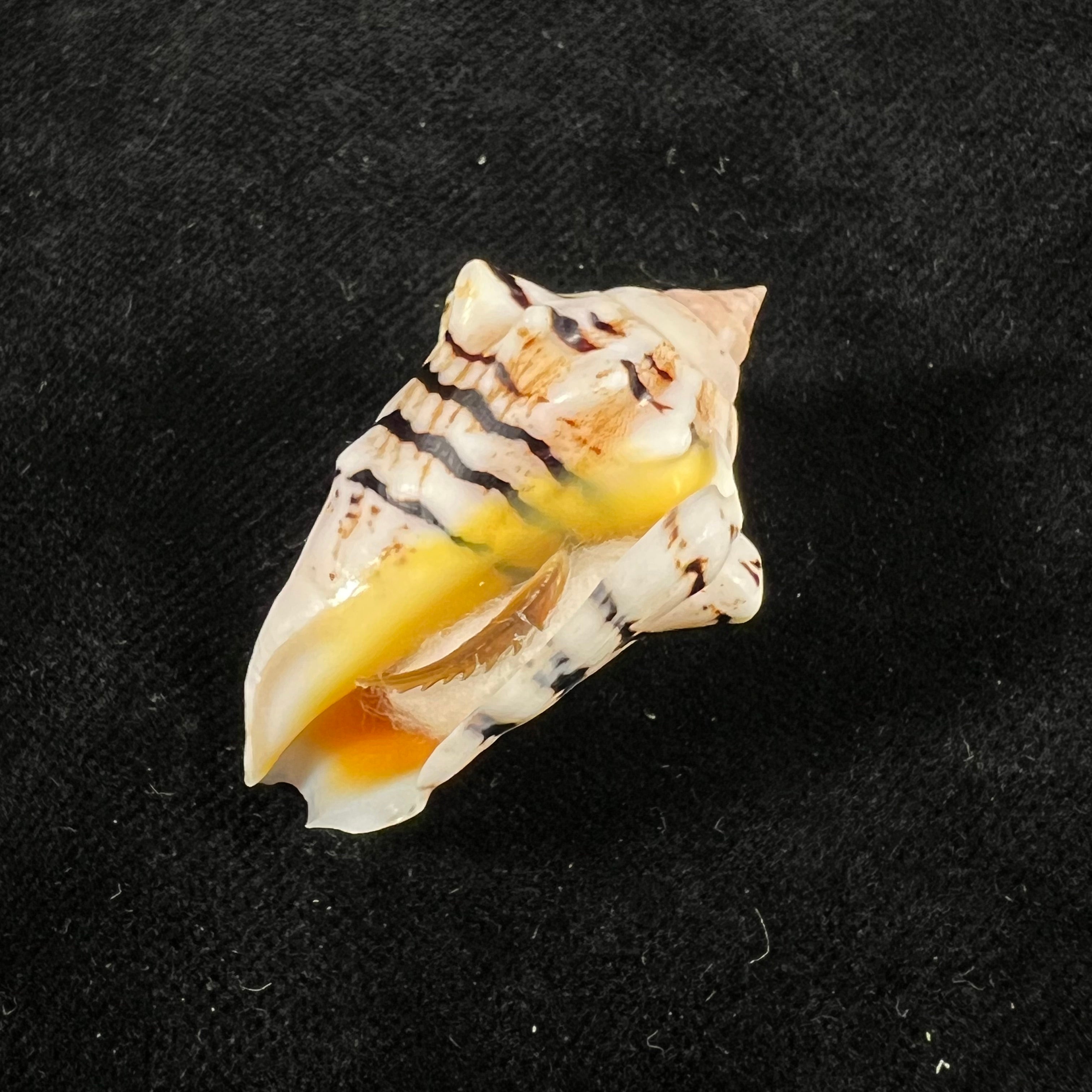 Conomurex fasciatus elegans Romagna-Manoja, E., 1973 - 39,1mm