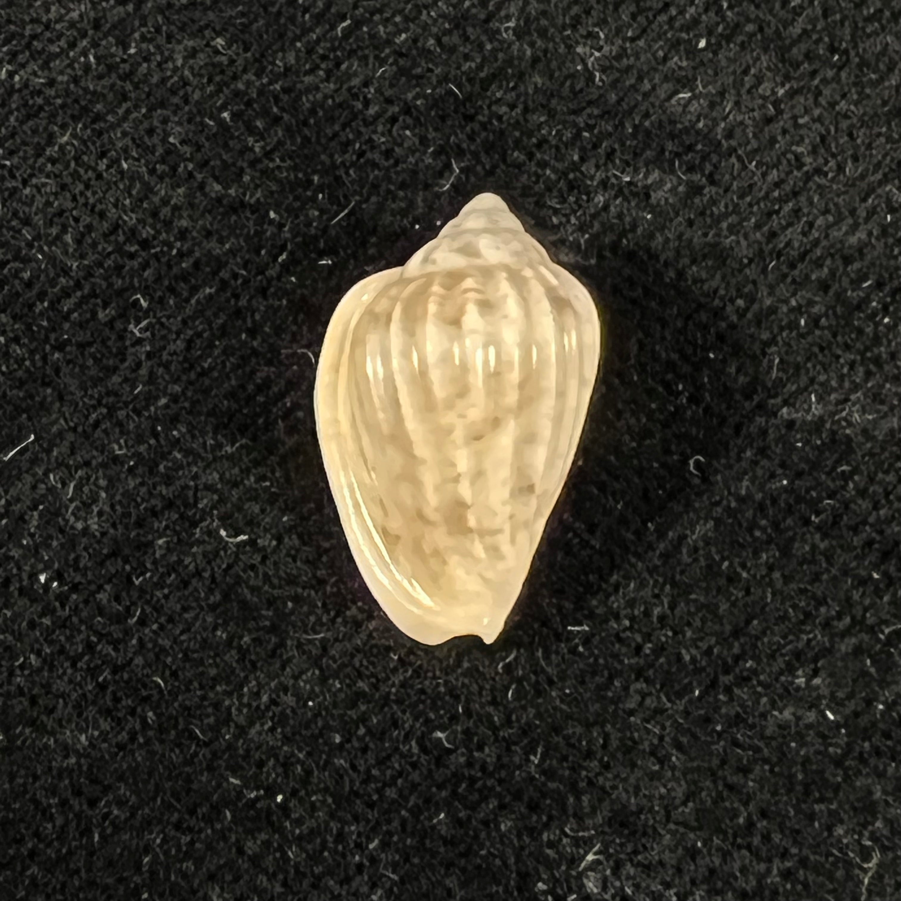 Glabella mozambicana Boyer, 2014 - 19,9mm