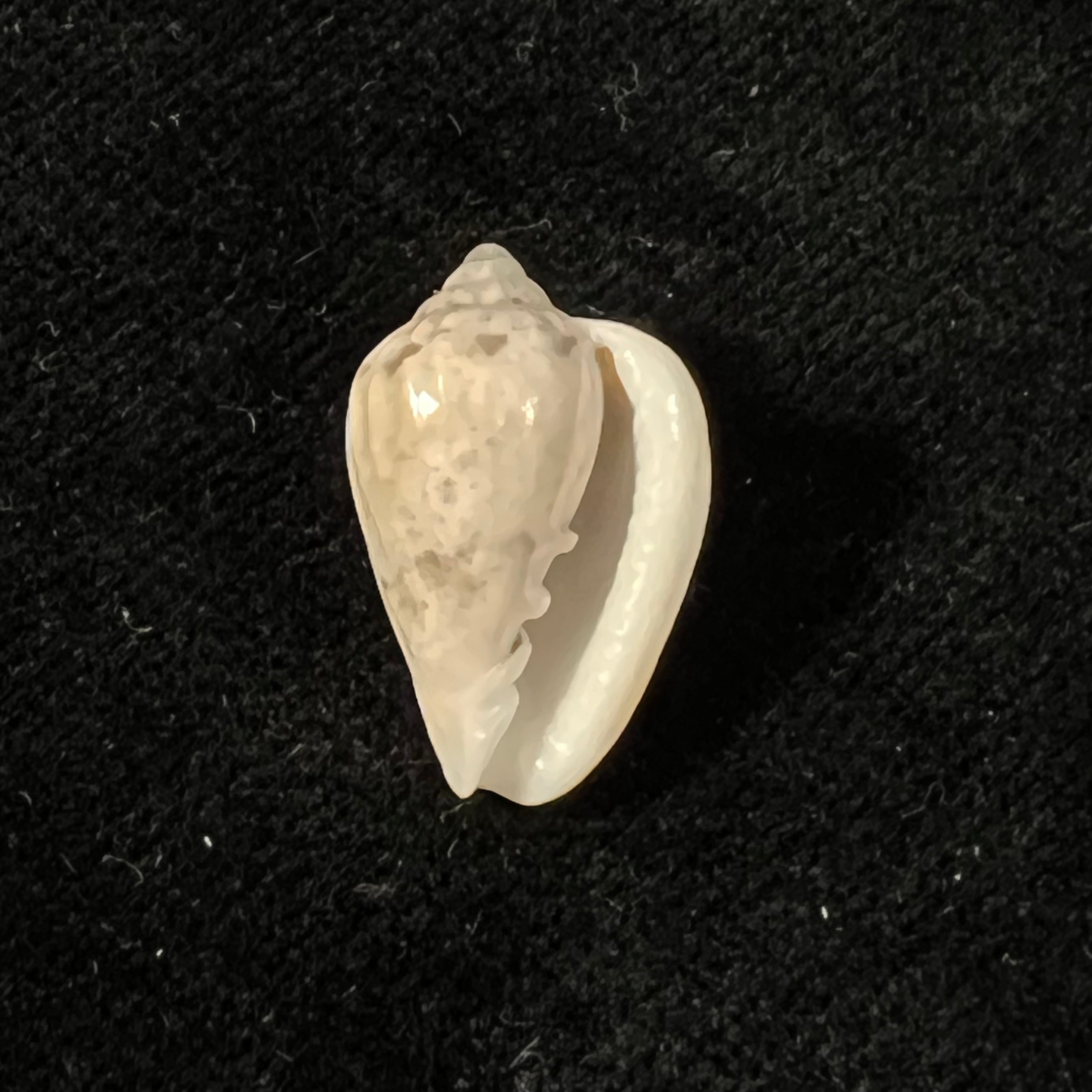 Glabella mozambicana Boyer, 2014 - 19,9mm