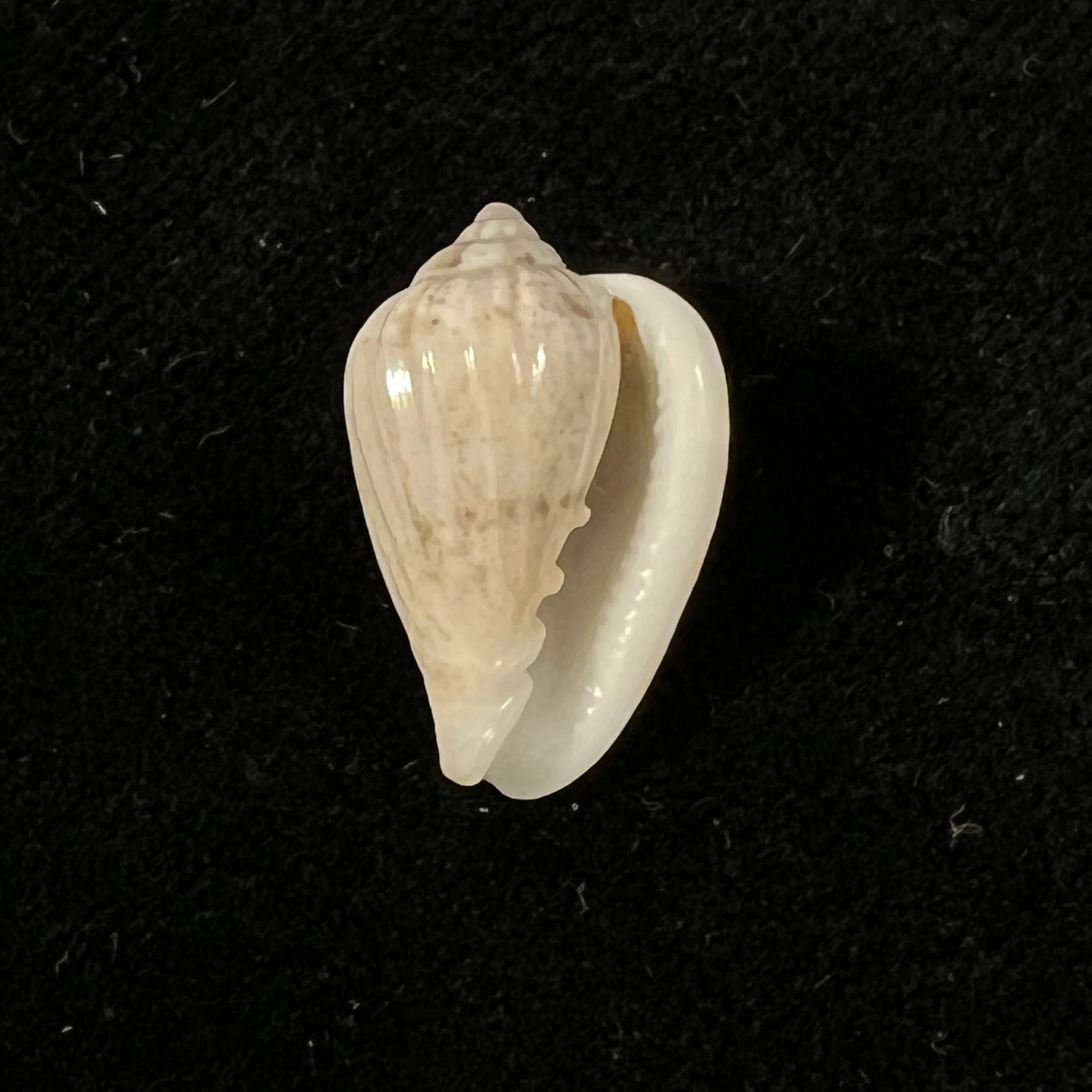 Glabella mozambicana Boyer, 2014 - 20,1mm