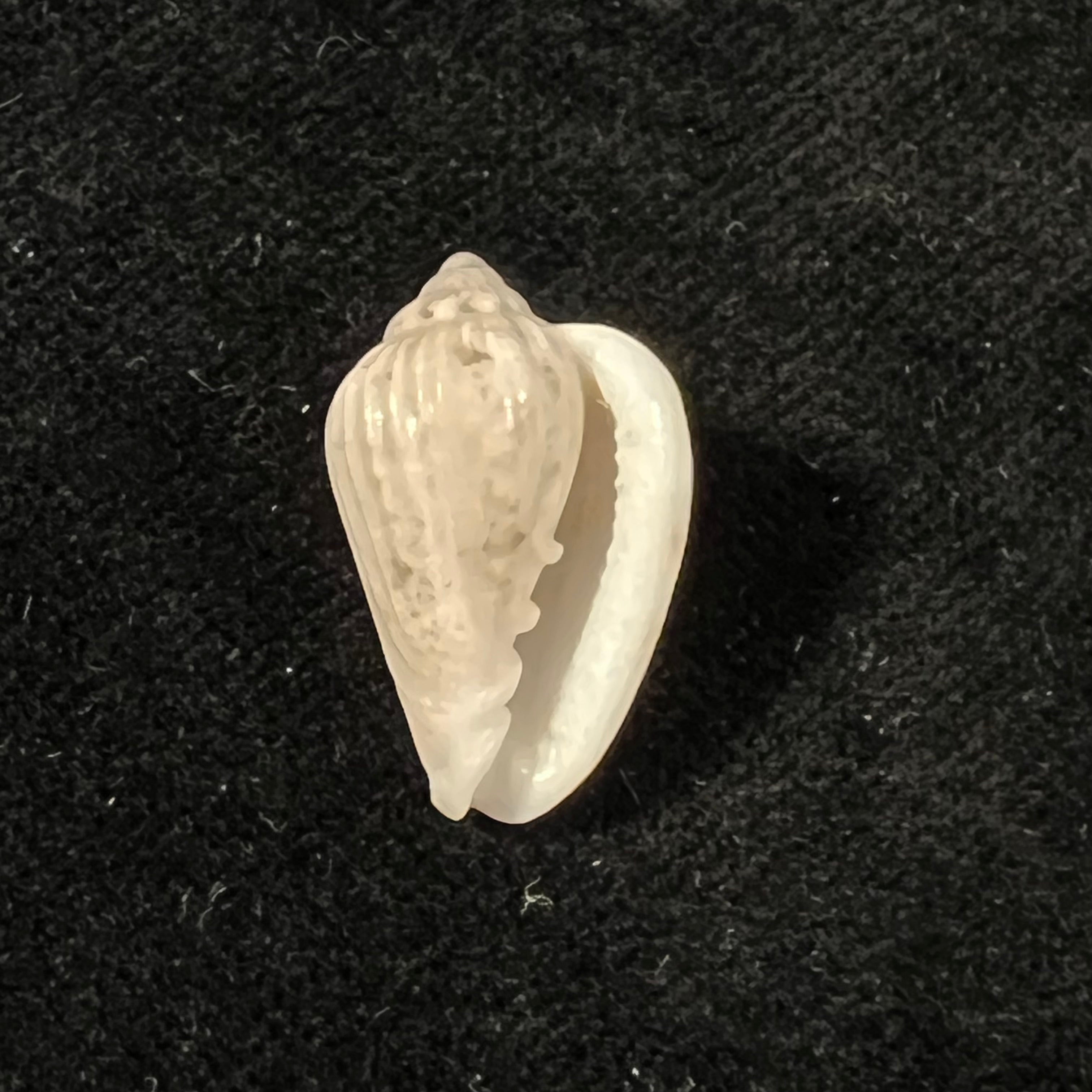 Glabella mozambicana Boyer, 2014 - 21mm