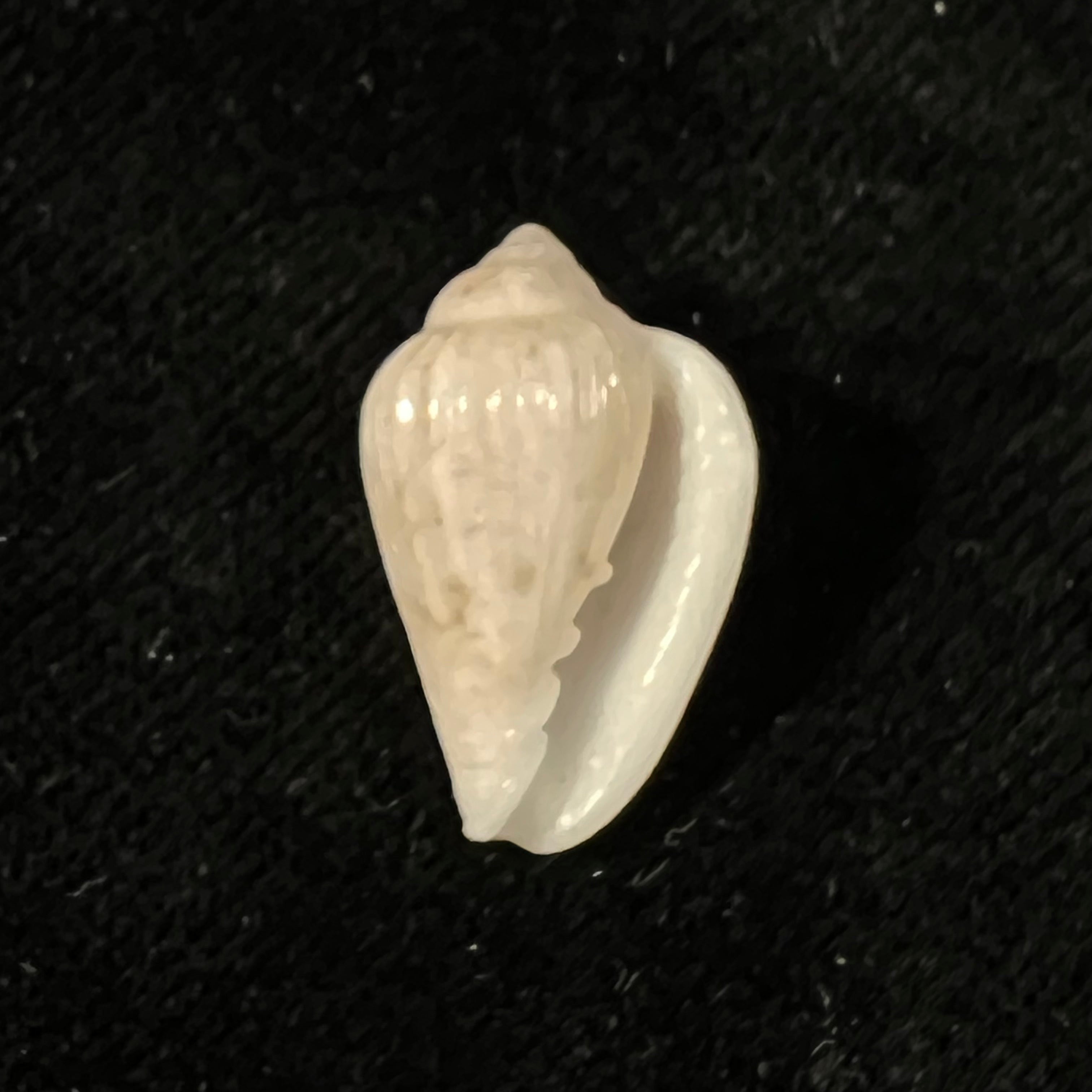 Glabella mozambicana Boyer, 2014 - 21,3mm