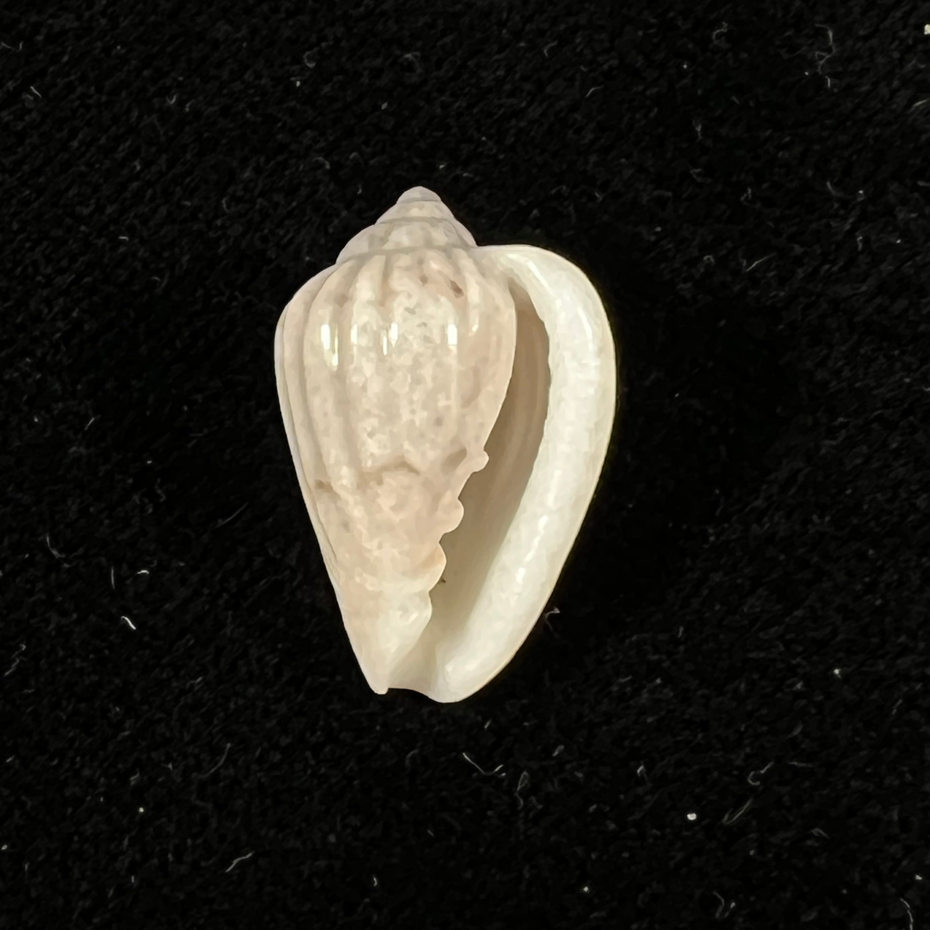 Glabella mozambicana Boyer, 2014 - 20,3mm