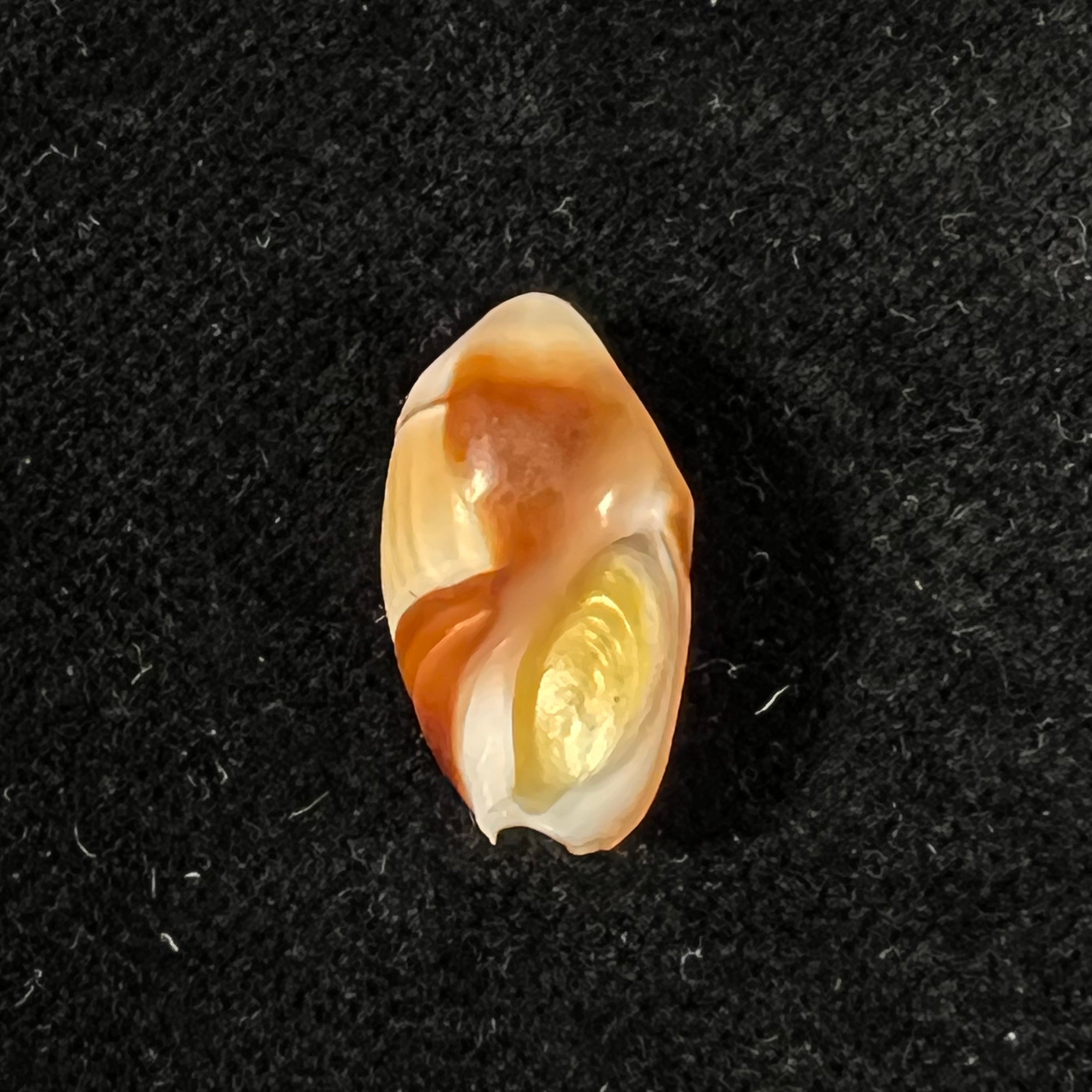 Amalda degalleaniae T. Cossignani, 2018 - 18,5mm