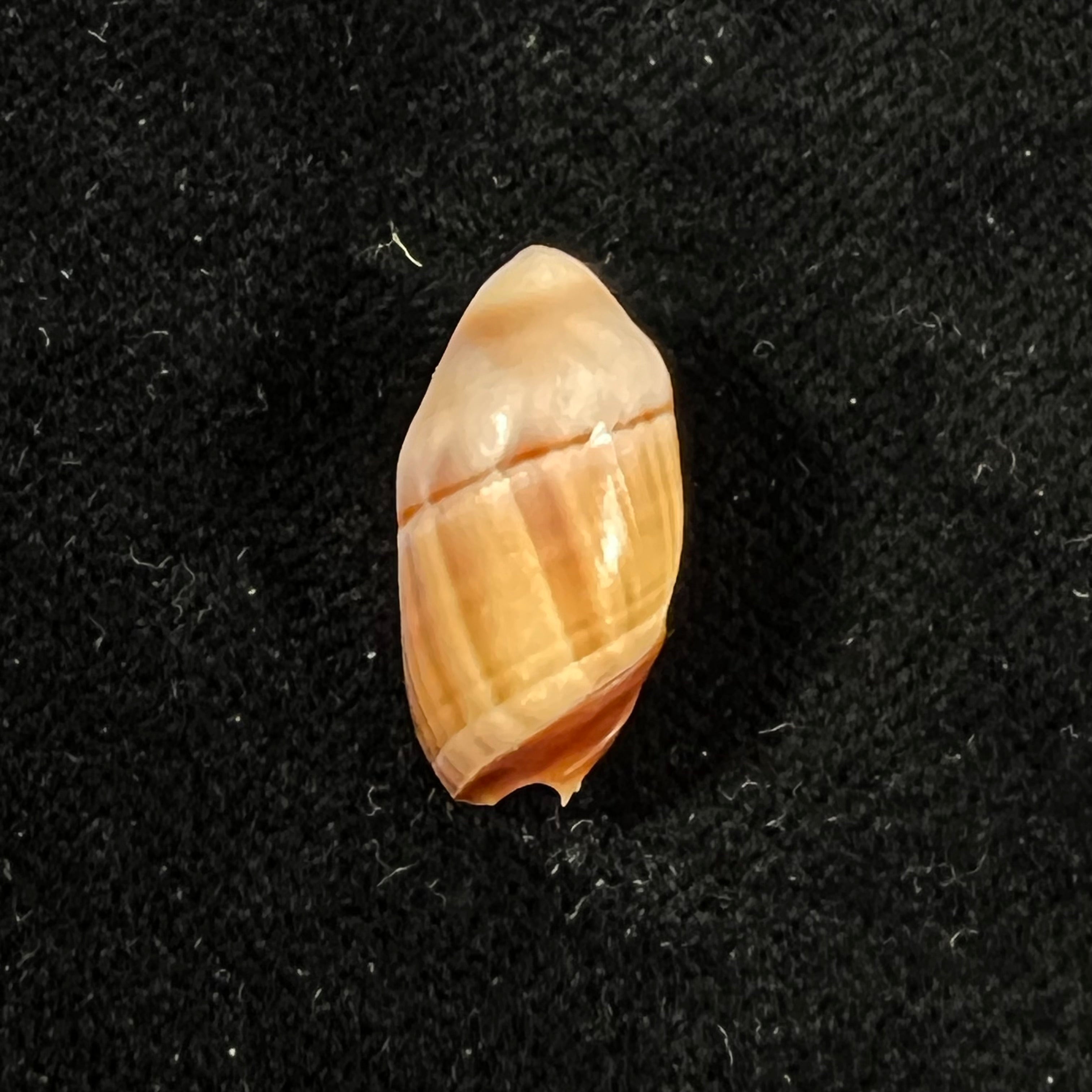 Amalda degalleaniae T. Cossignani, 2018 - 18,8mm