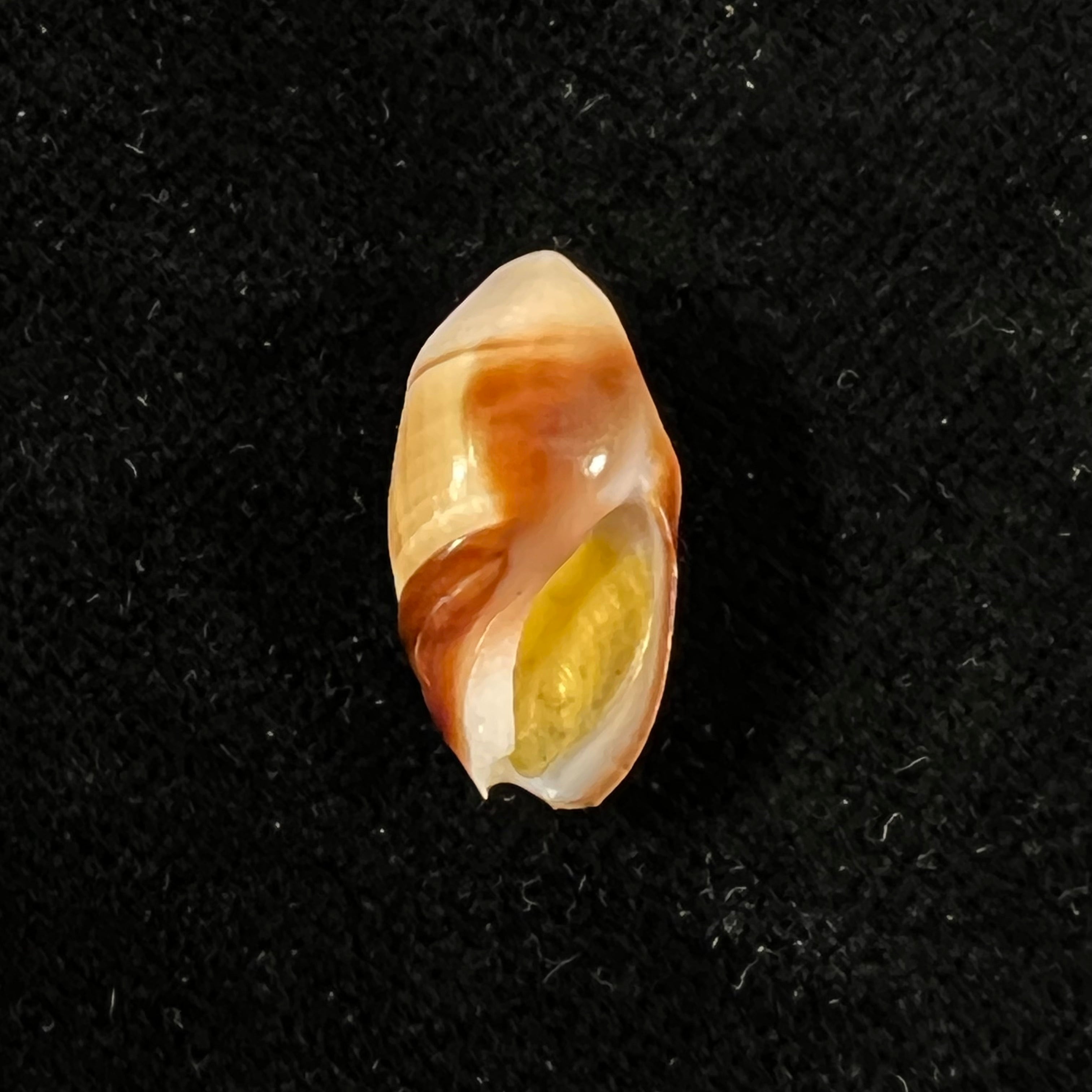 Amalda degalleaniae T. Cossignani, 2018 - 18,8mm