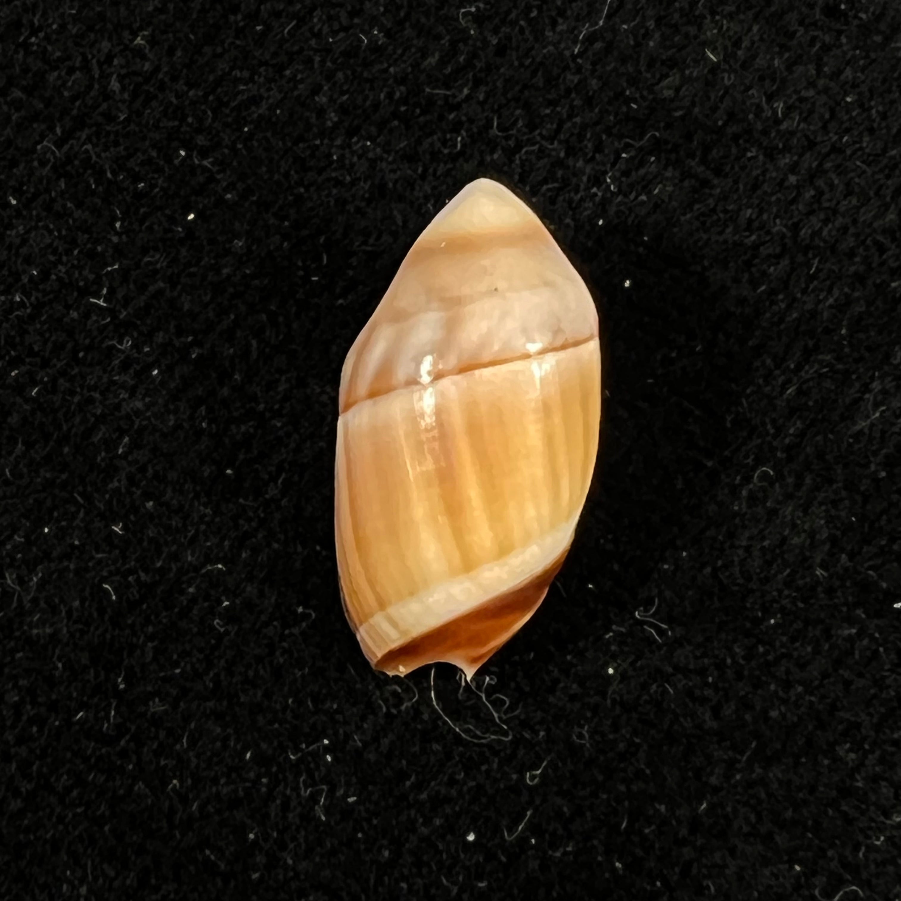 Amalda degalleaniae T. Cossignani, 2018 - 18,9mm