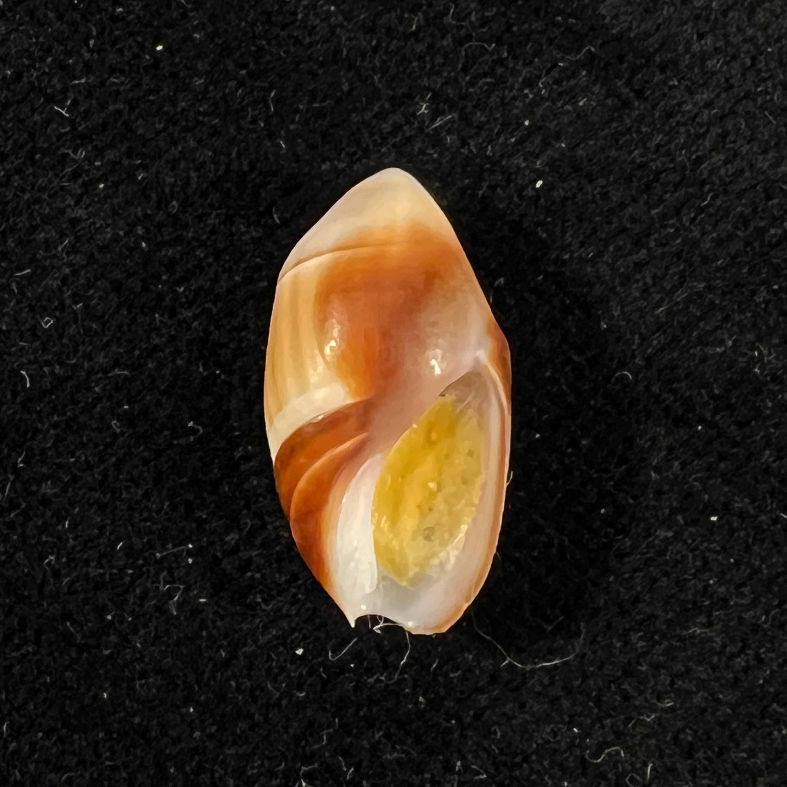 Amalda degalleaniae T. Cossignani, 2018 - 18,9mm