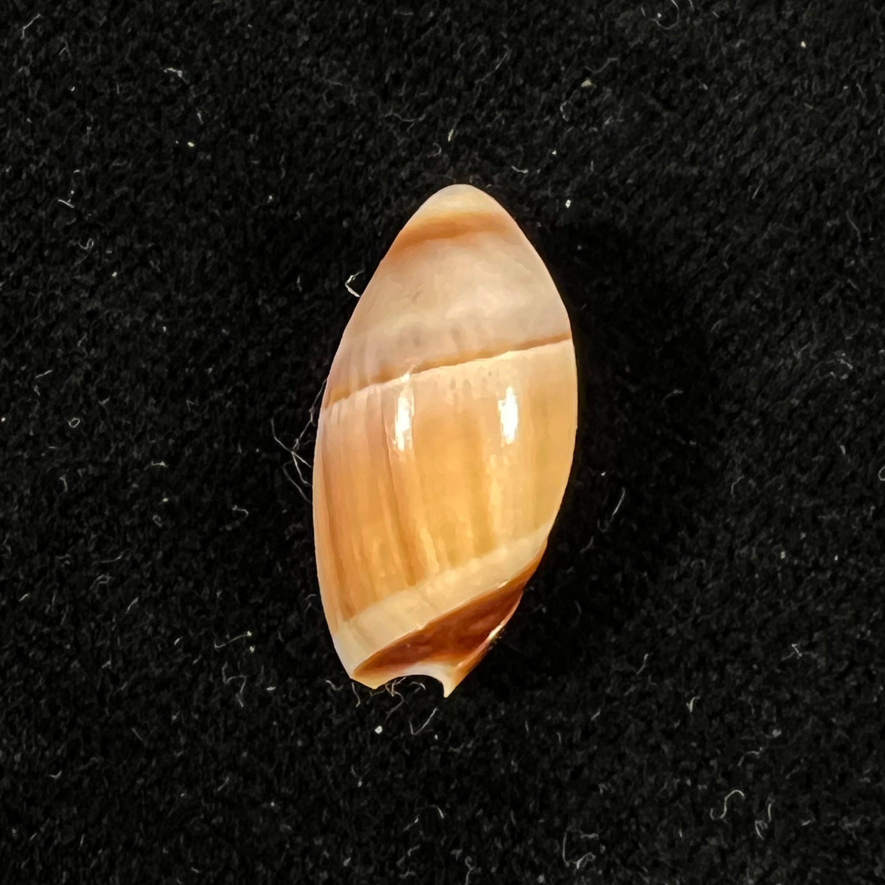 Amalda degalleaniae T. Cossignani, 2018 - 19,9mm