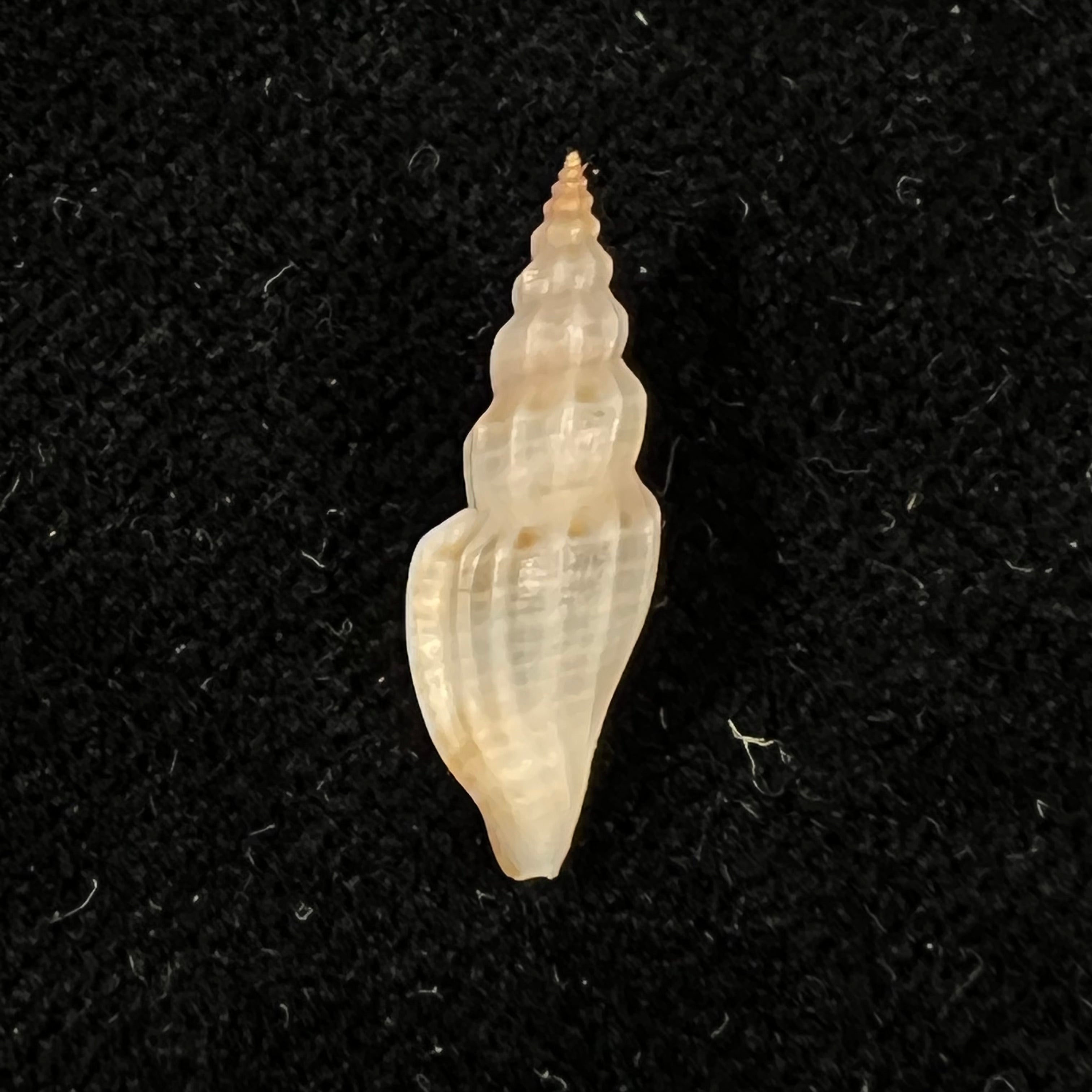 Citharomangelia africana (G. B. Sowerby III, 1903) - 19,4mm