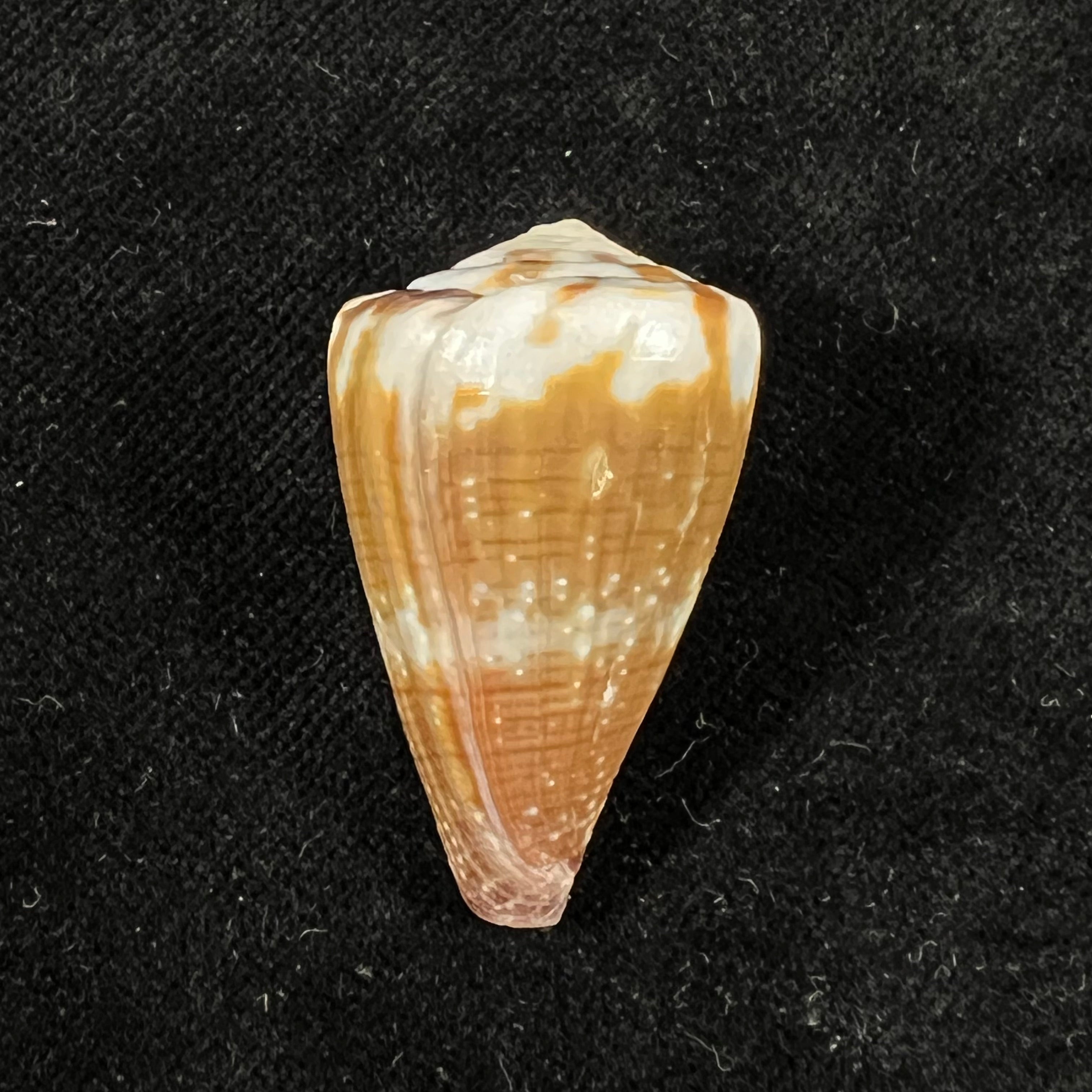 Conus rattus Hwass, 1792 - 35,6mm