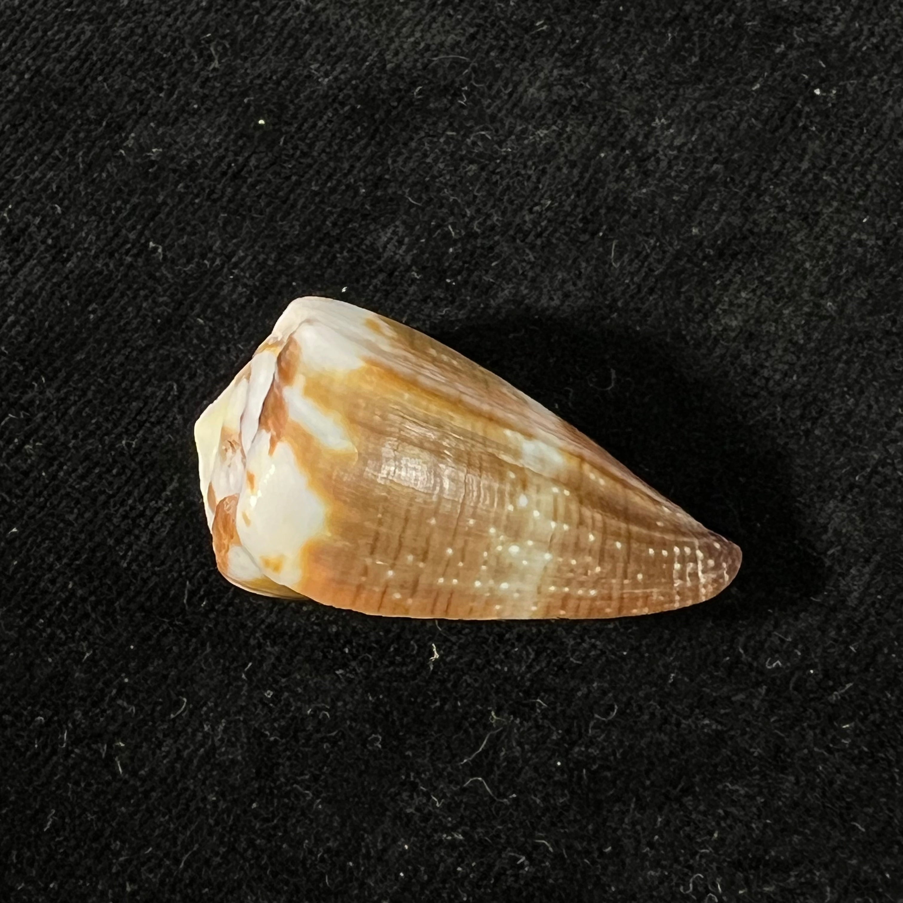 Conus rattus Hwass, 1792 - 35,6mm