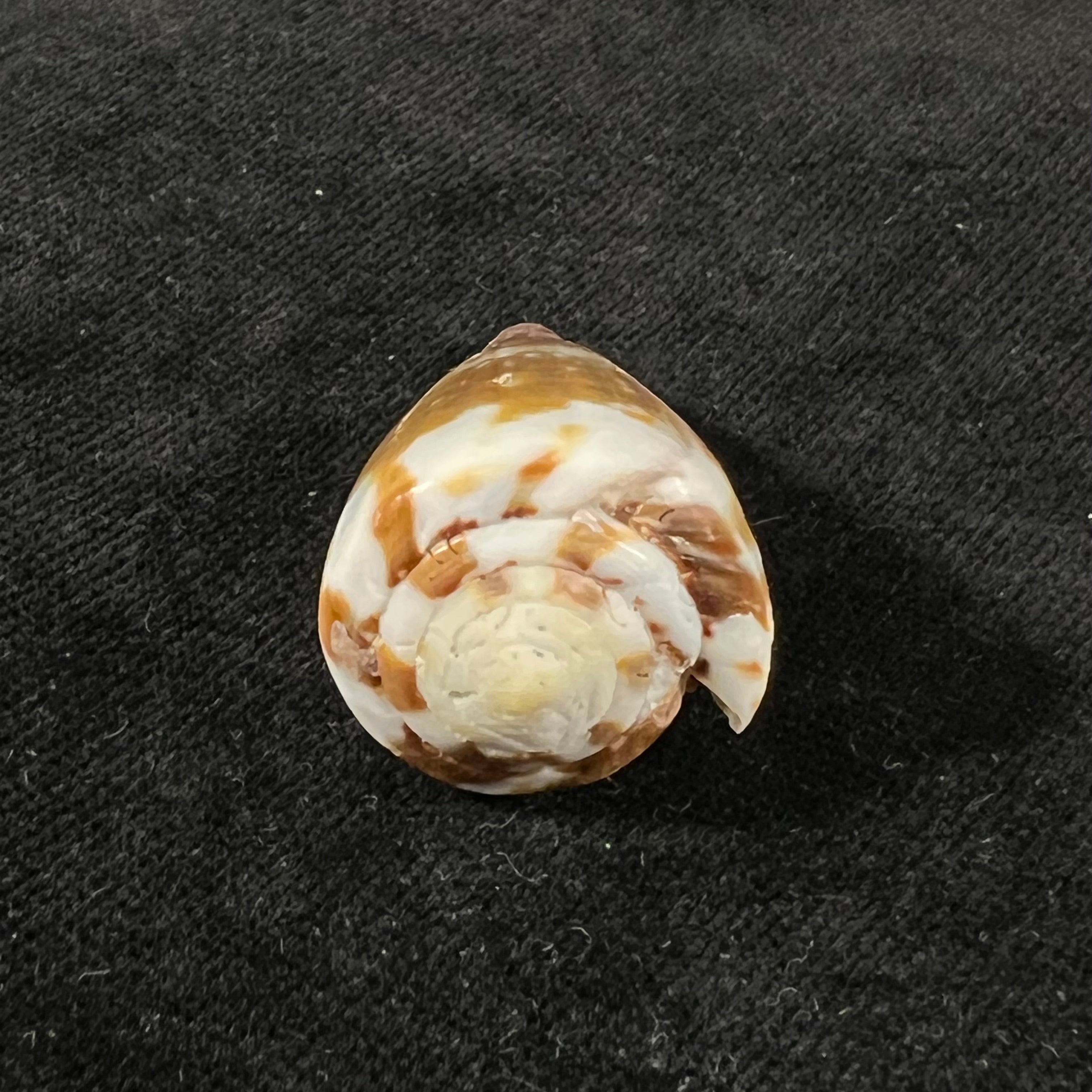 Conus rattus Hwass, 1792 - 35,6mm