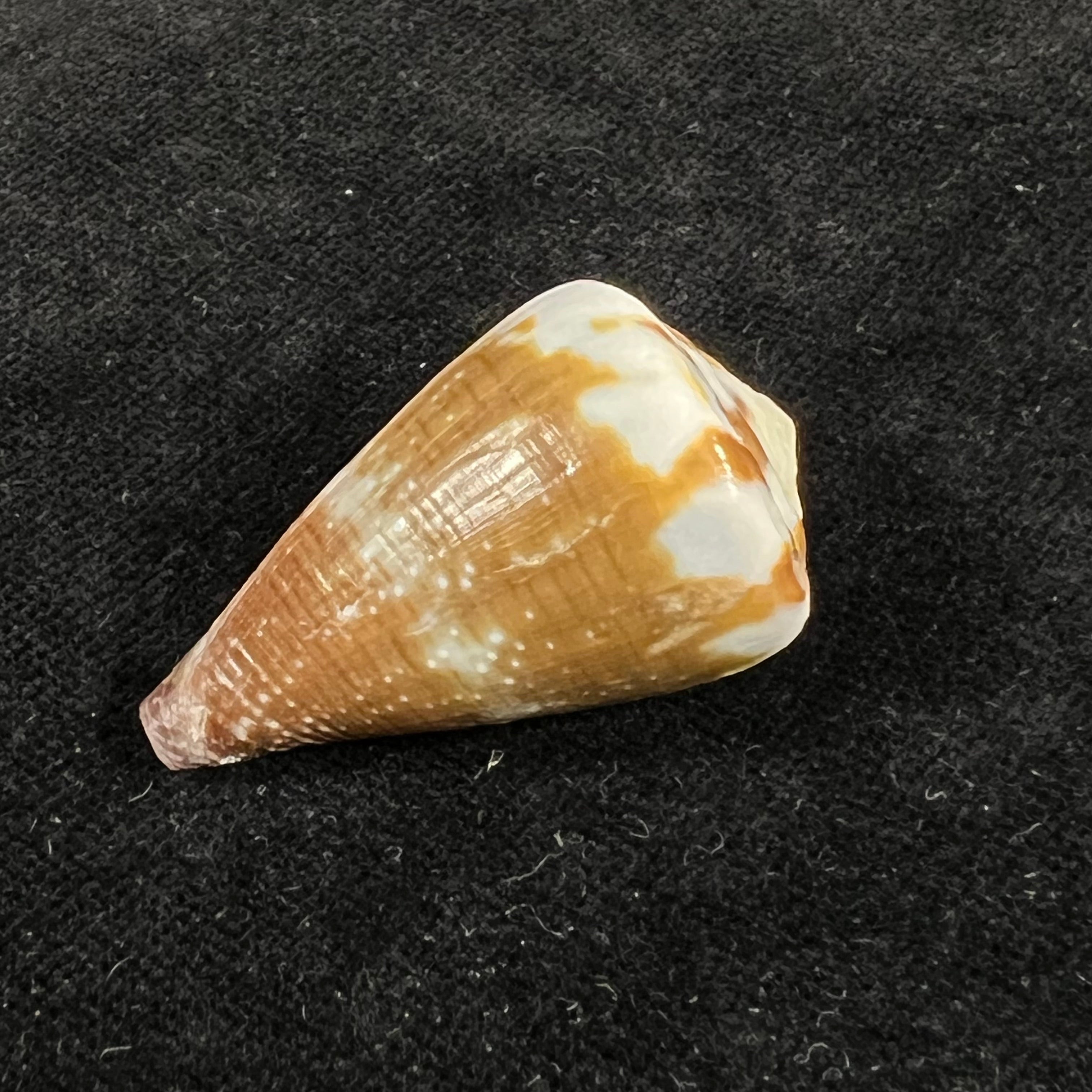 Conus rattus Hwass, 1792 - 35,6mm
