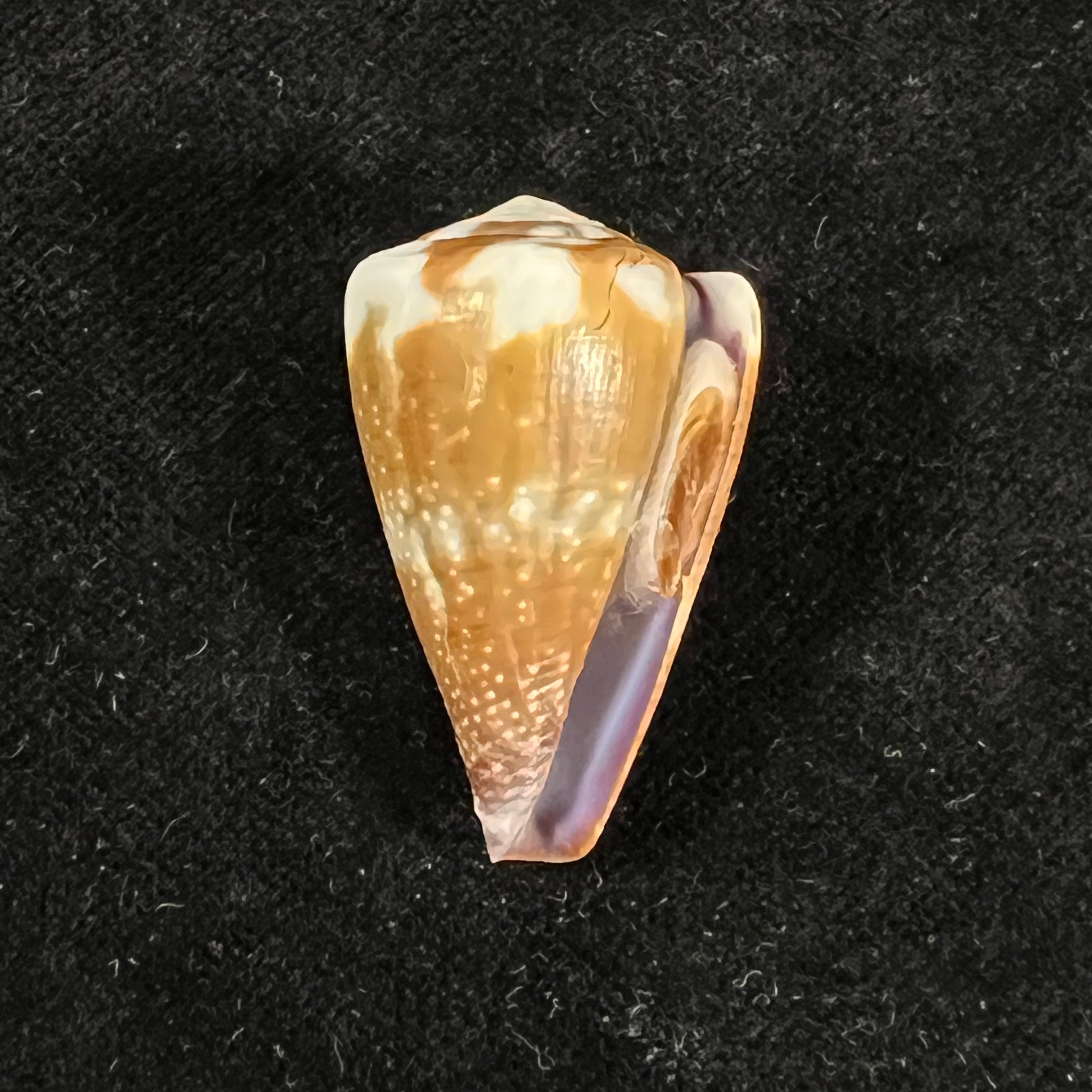 Conus rattus Hwass, 1792 - 35,6mm