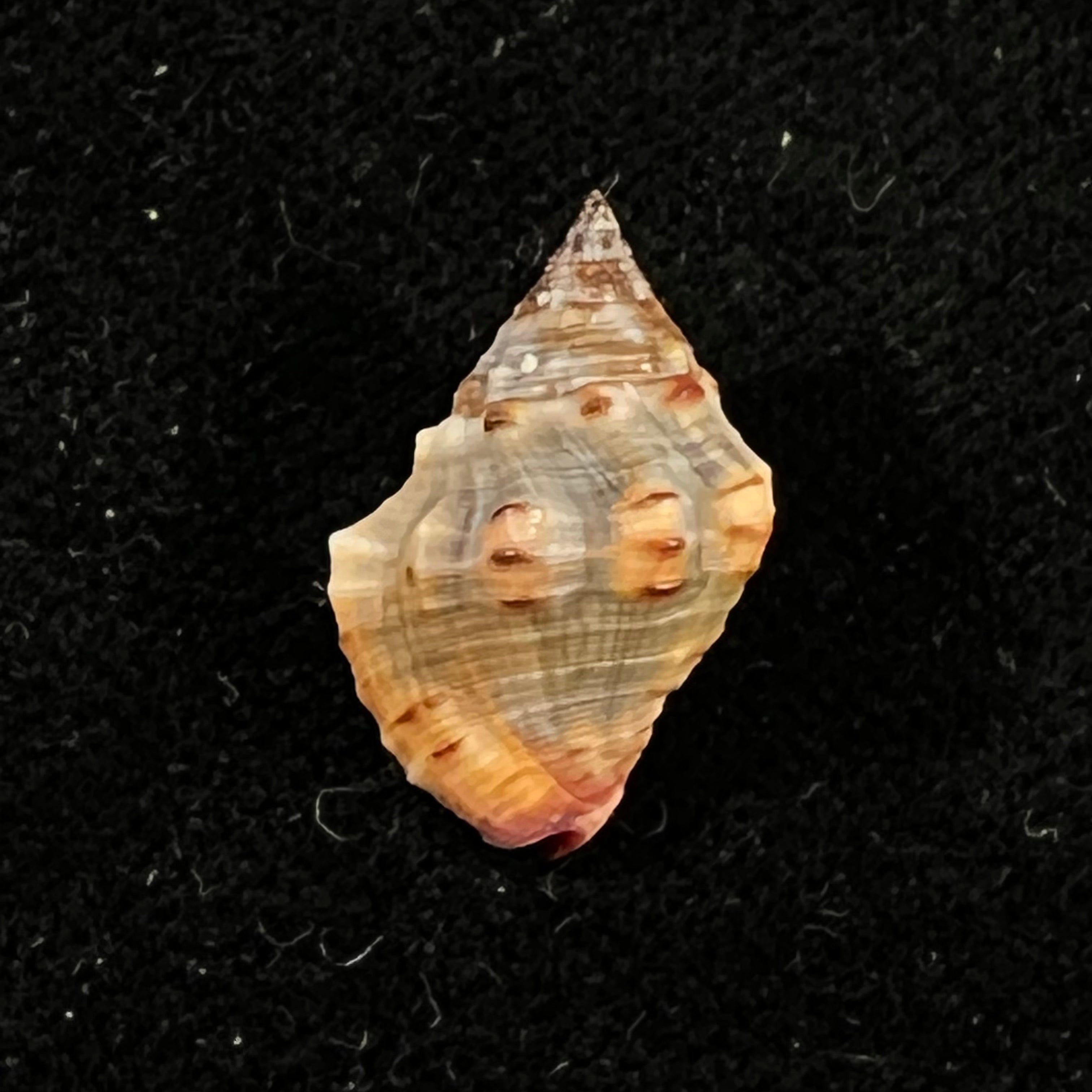 Gemophos sanguinolentus (Duclos, 1833) - 18,5mm