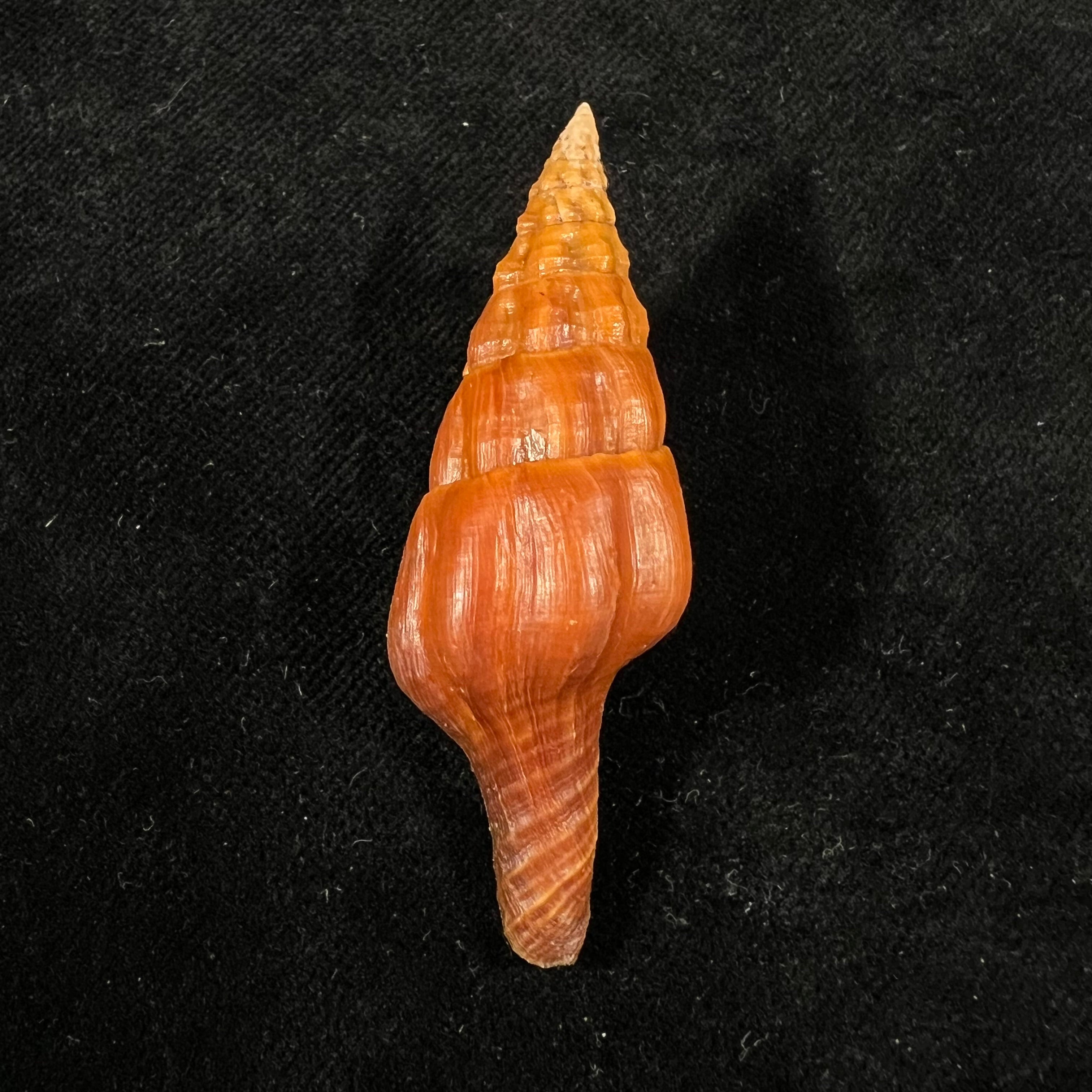 Pustulatirus mediamericanus (Hertlein & Strong, 1951) - 59,5mm