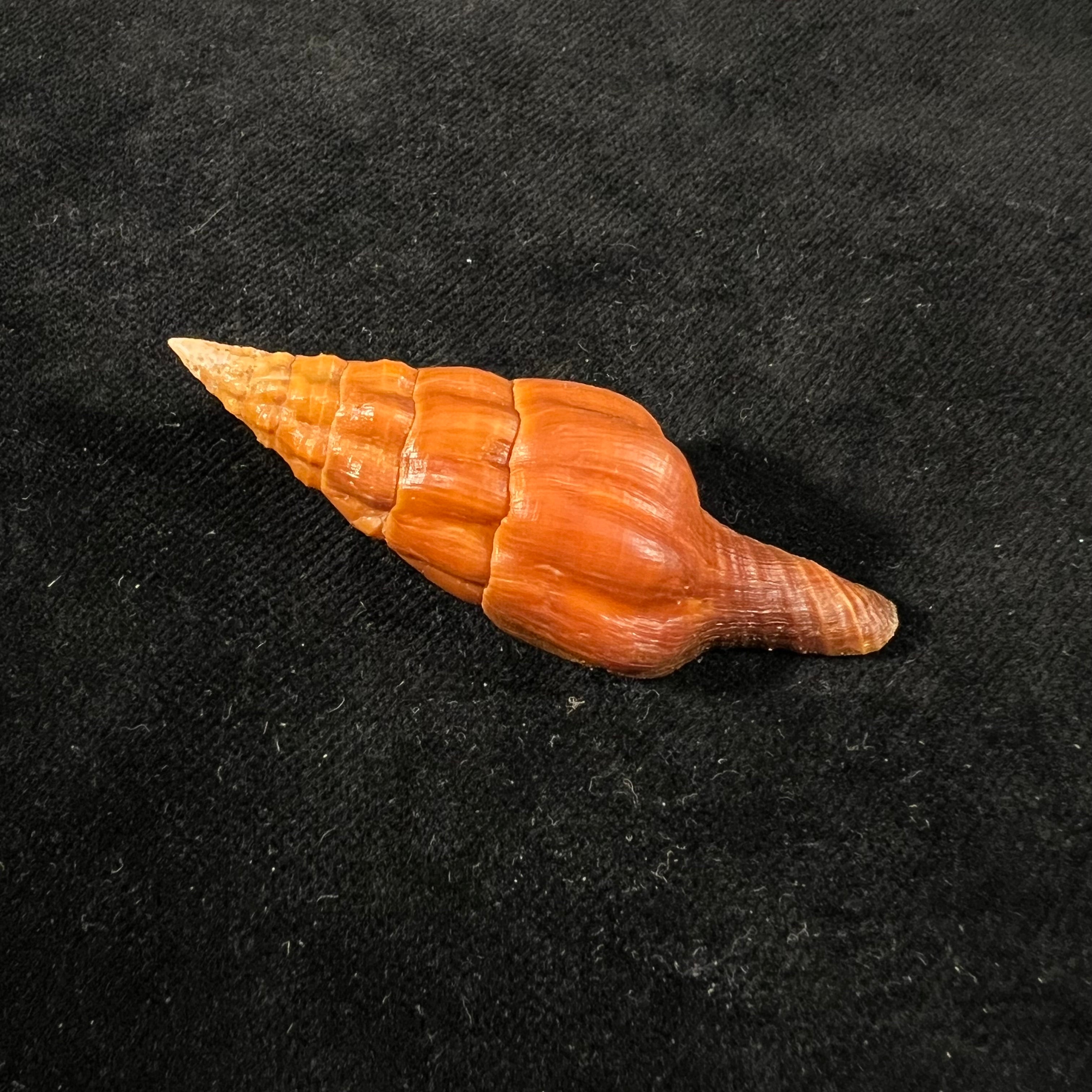 Pustulatirus mediamericanus (Hertlein & Strong, 1951) - 59,5mm