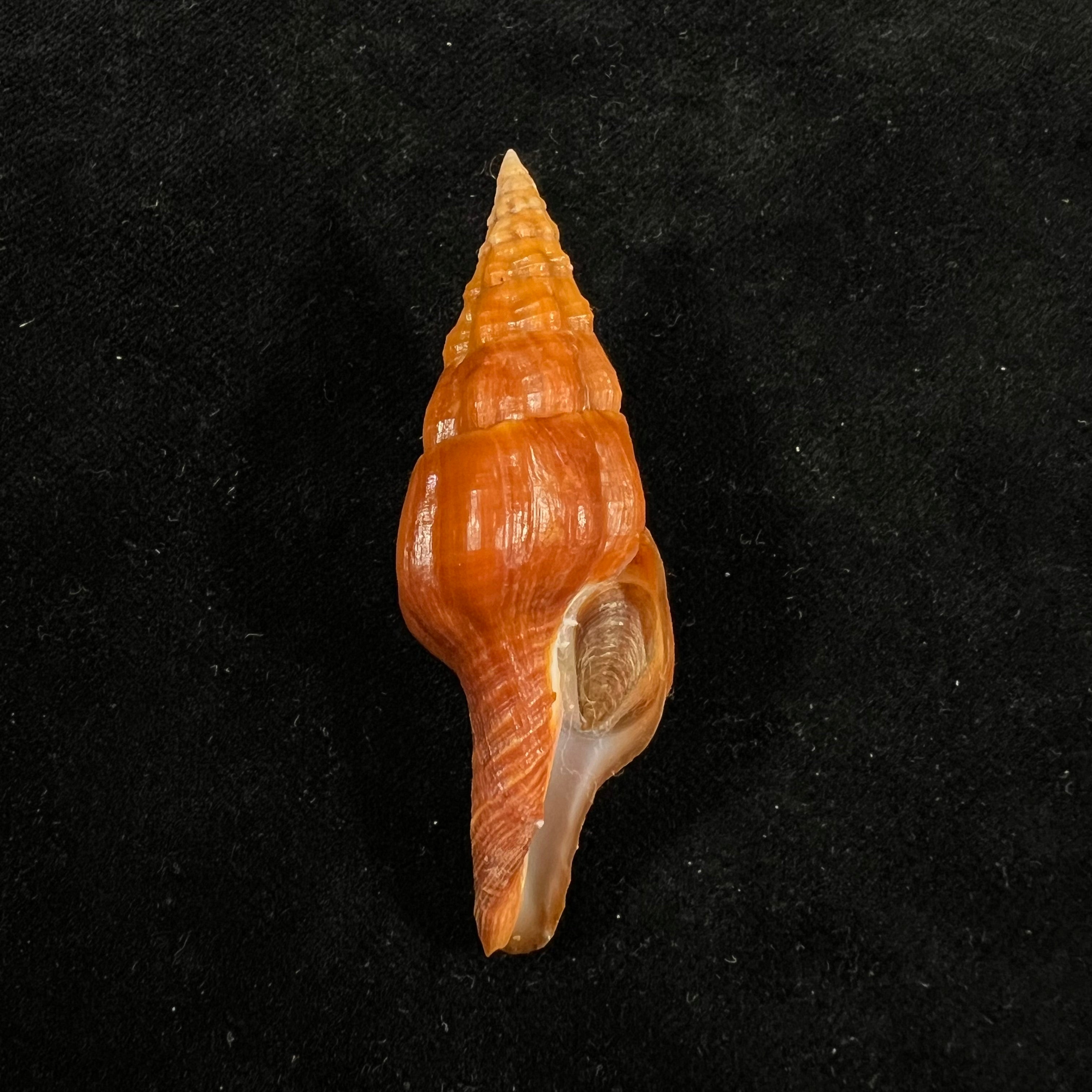 Pustulatirus mediamericanus (Hertlein & Strong, 1951) - 59,5mm