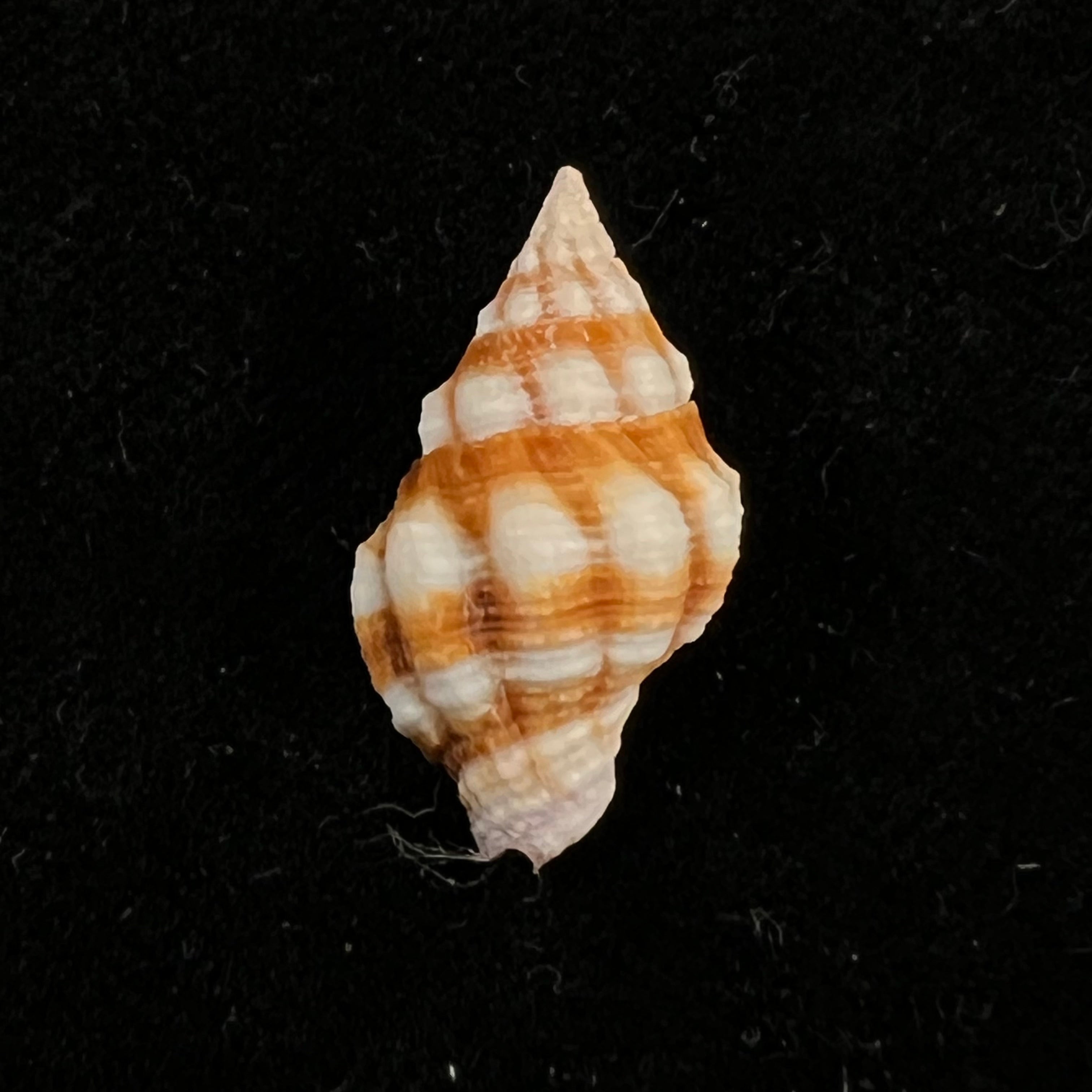 Peristernia forskalii (Tapparone Canefri, 1875) - 20mm