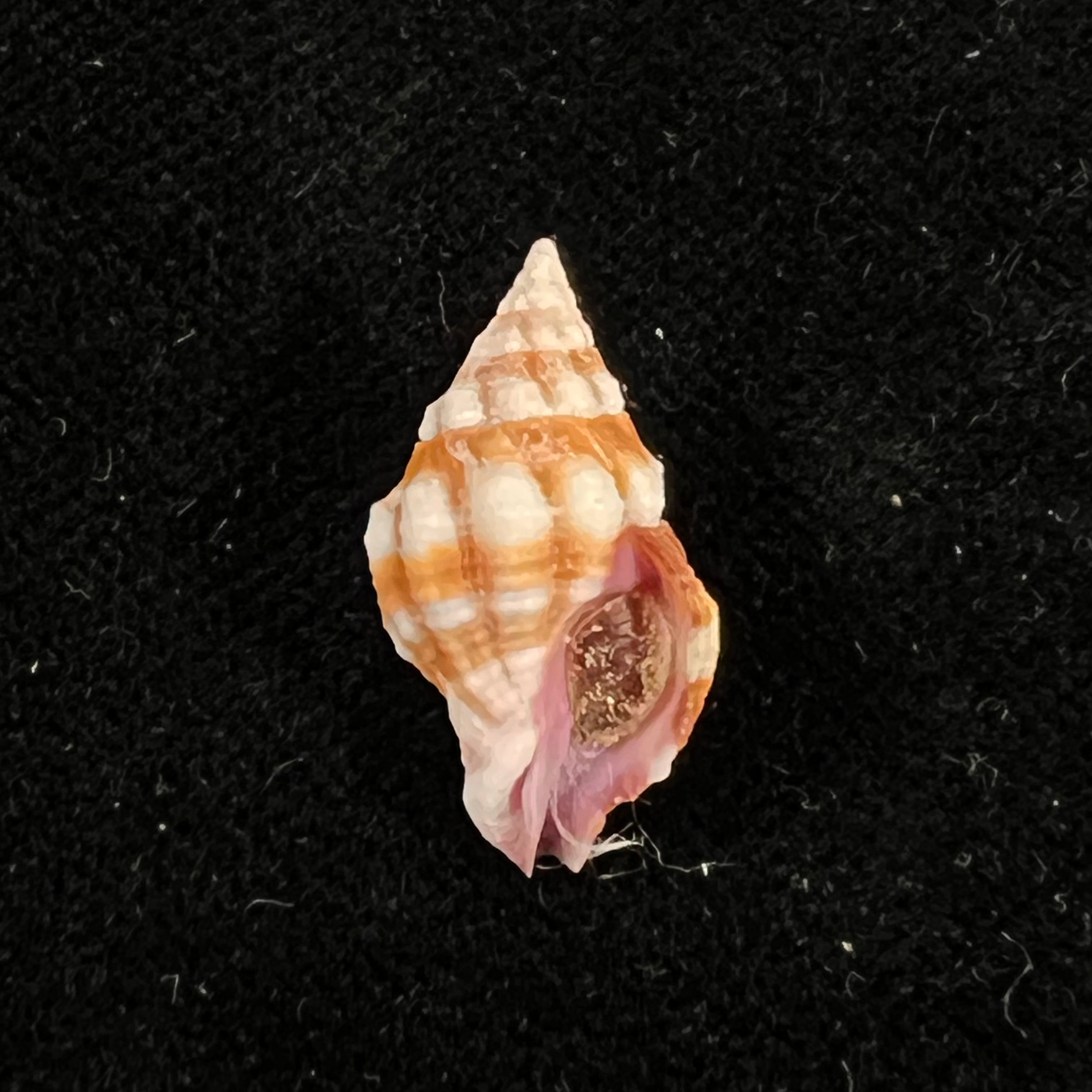 Peristernia forskalii (Tapparone Canefri, 1875) - 20mm