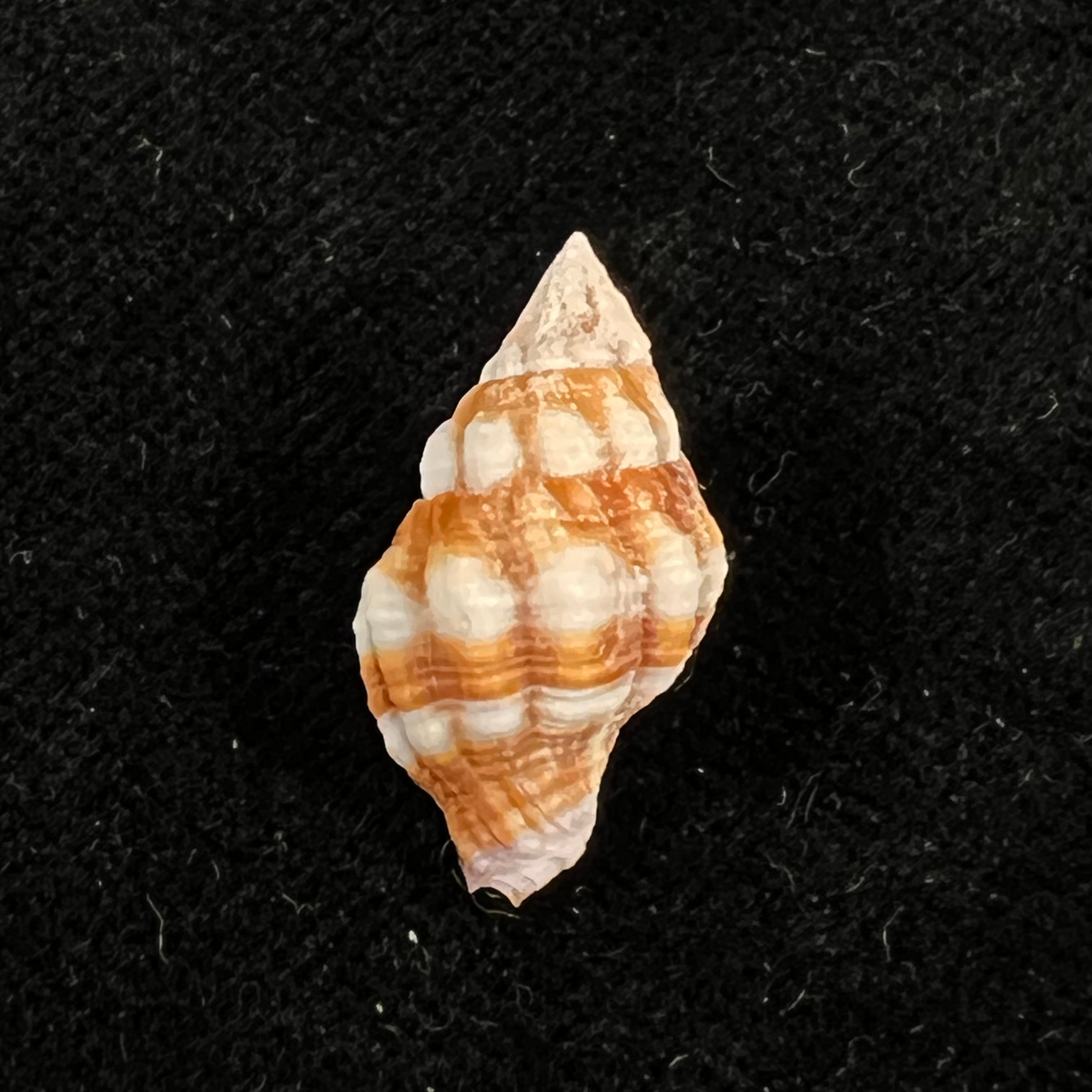 Peristernia forskalii (Tapparone Canefri, 1875) - 19,9mm