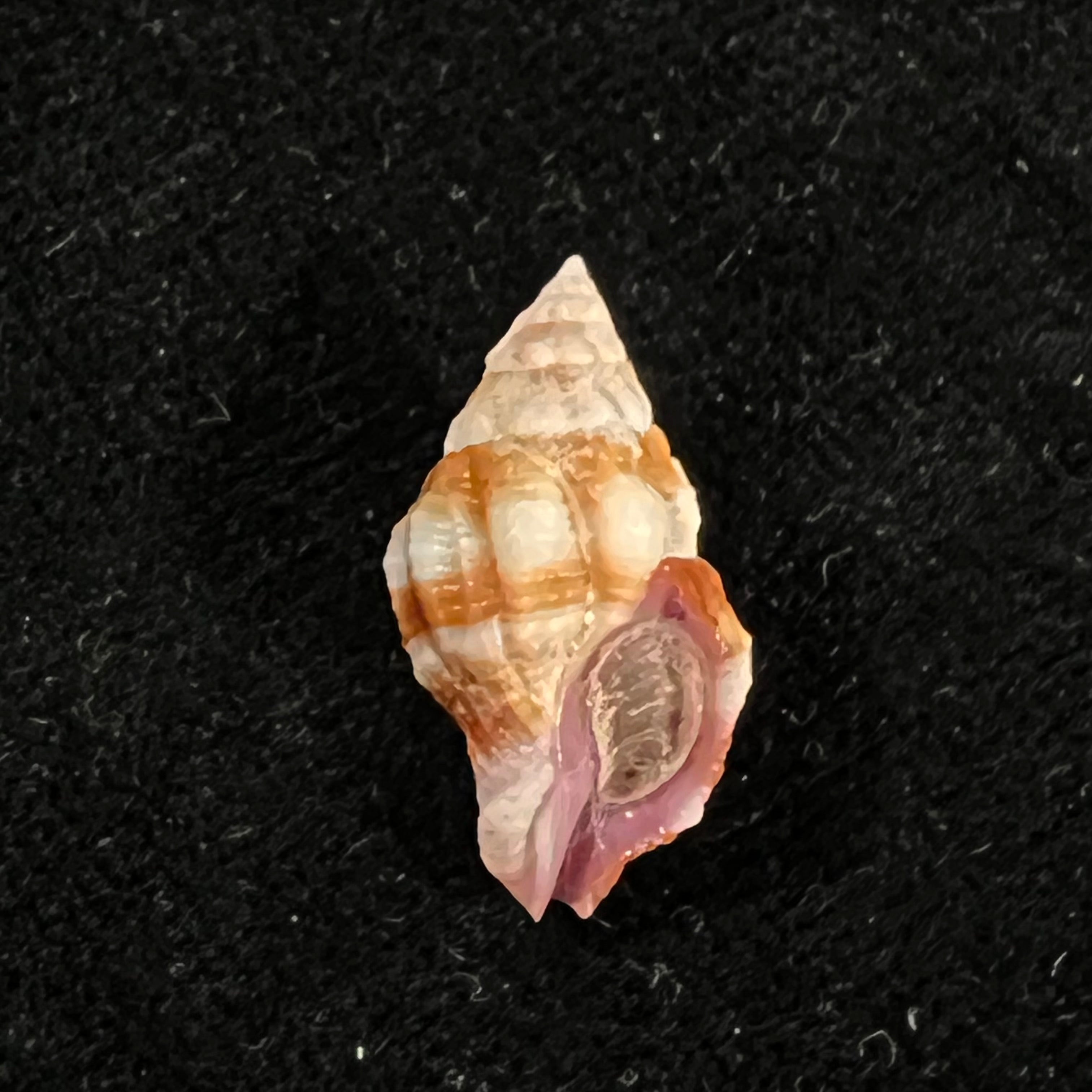 Peristernia forskalii (Tapparone Canefri, 1875) - 19,9mm