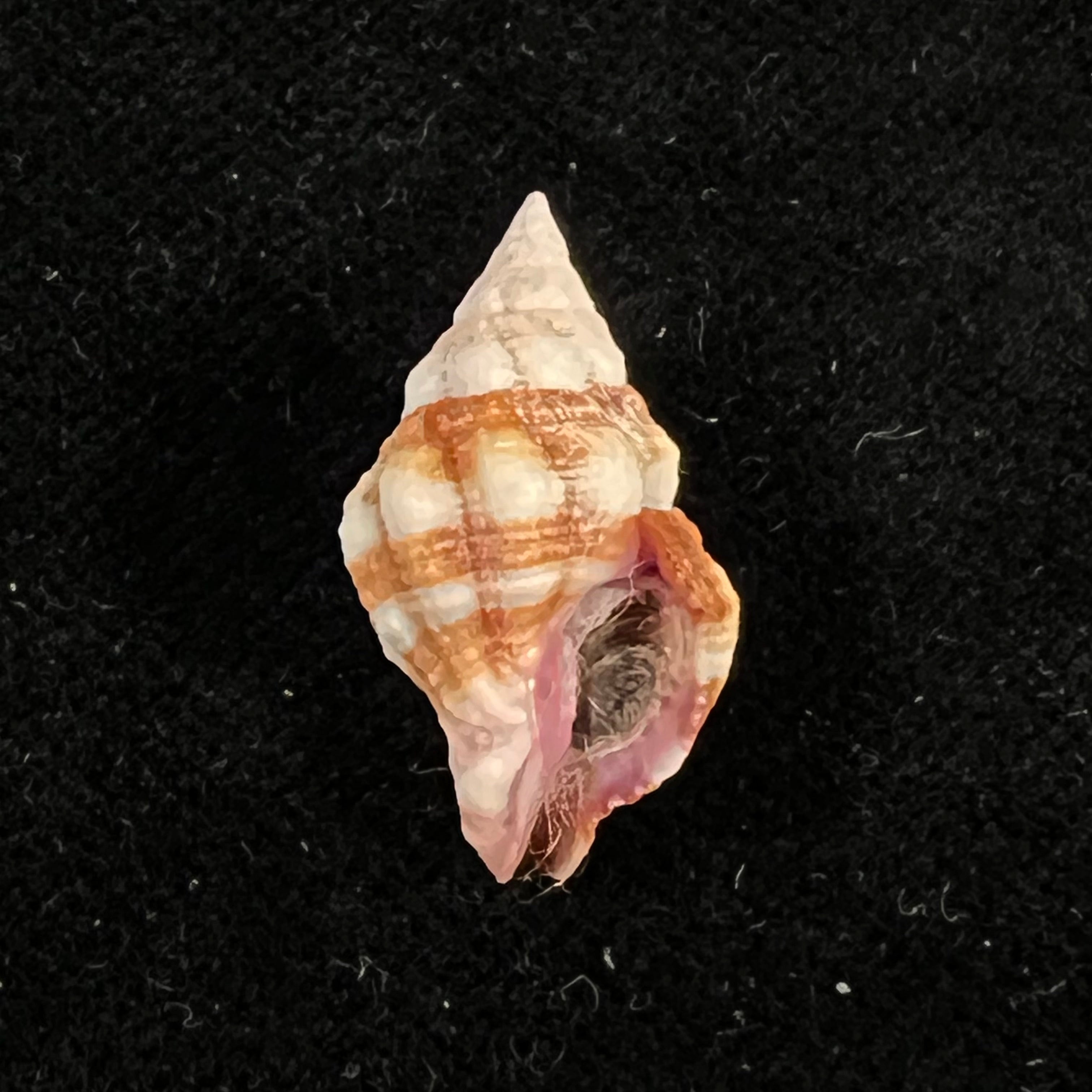 Peristernia forskalii (Tapparone Canefri, 1875) - 21,6mm