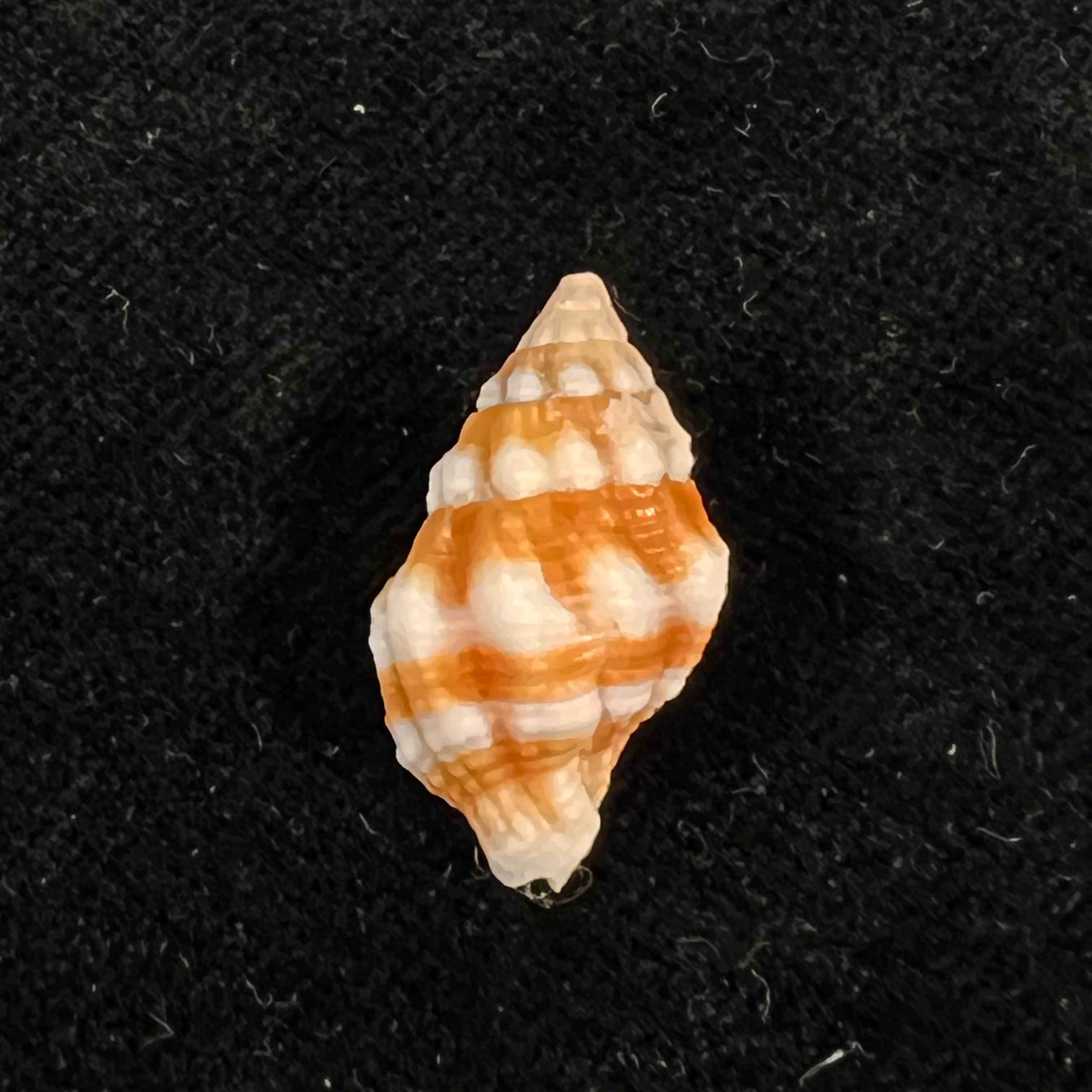 Peristernia forskalii (Tapparone Canefri, 1875) - 21,3mm