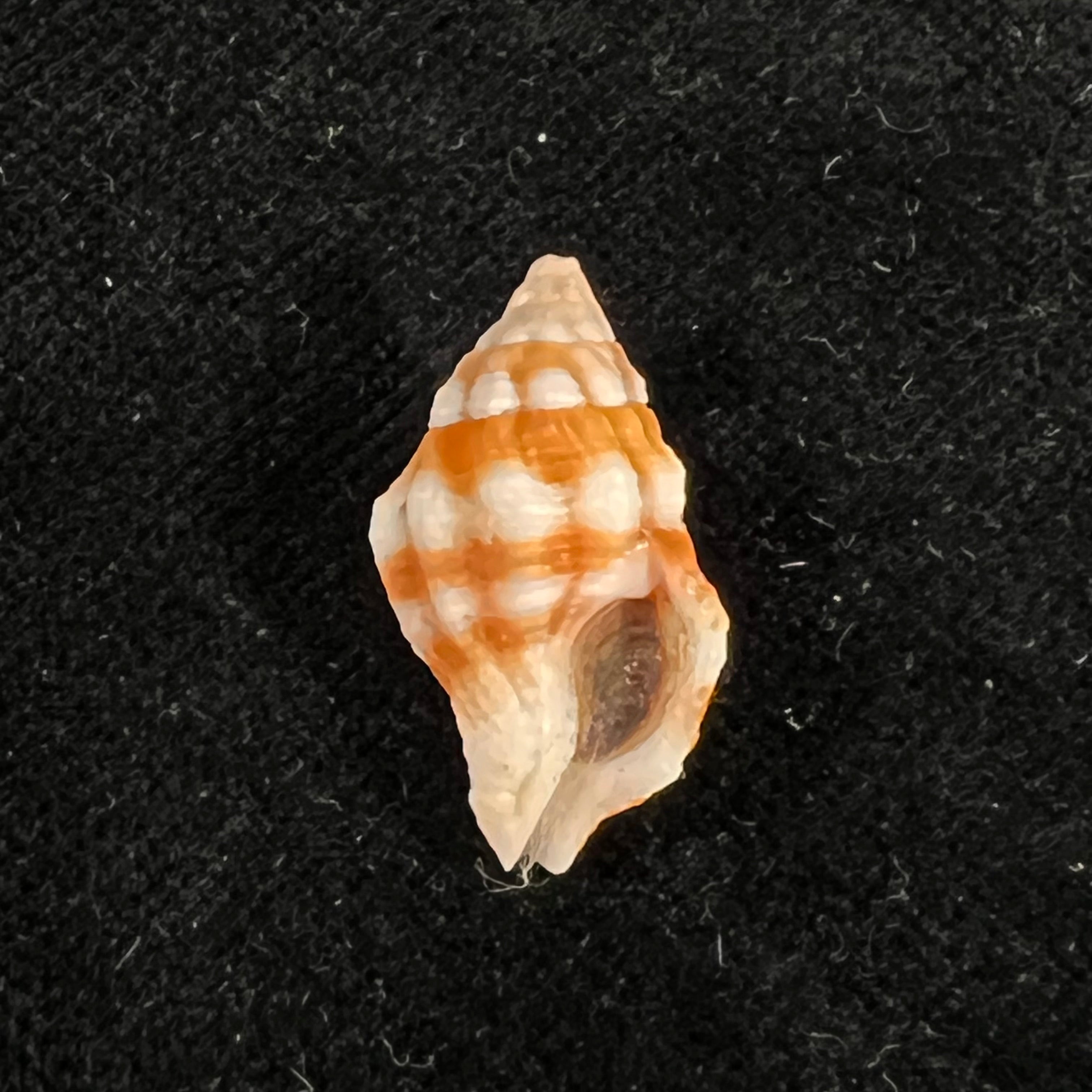 Peristernia forskalii (Tapparone Canefri, 1875) - 21,3mm