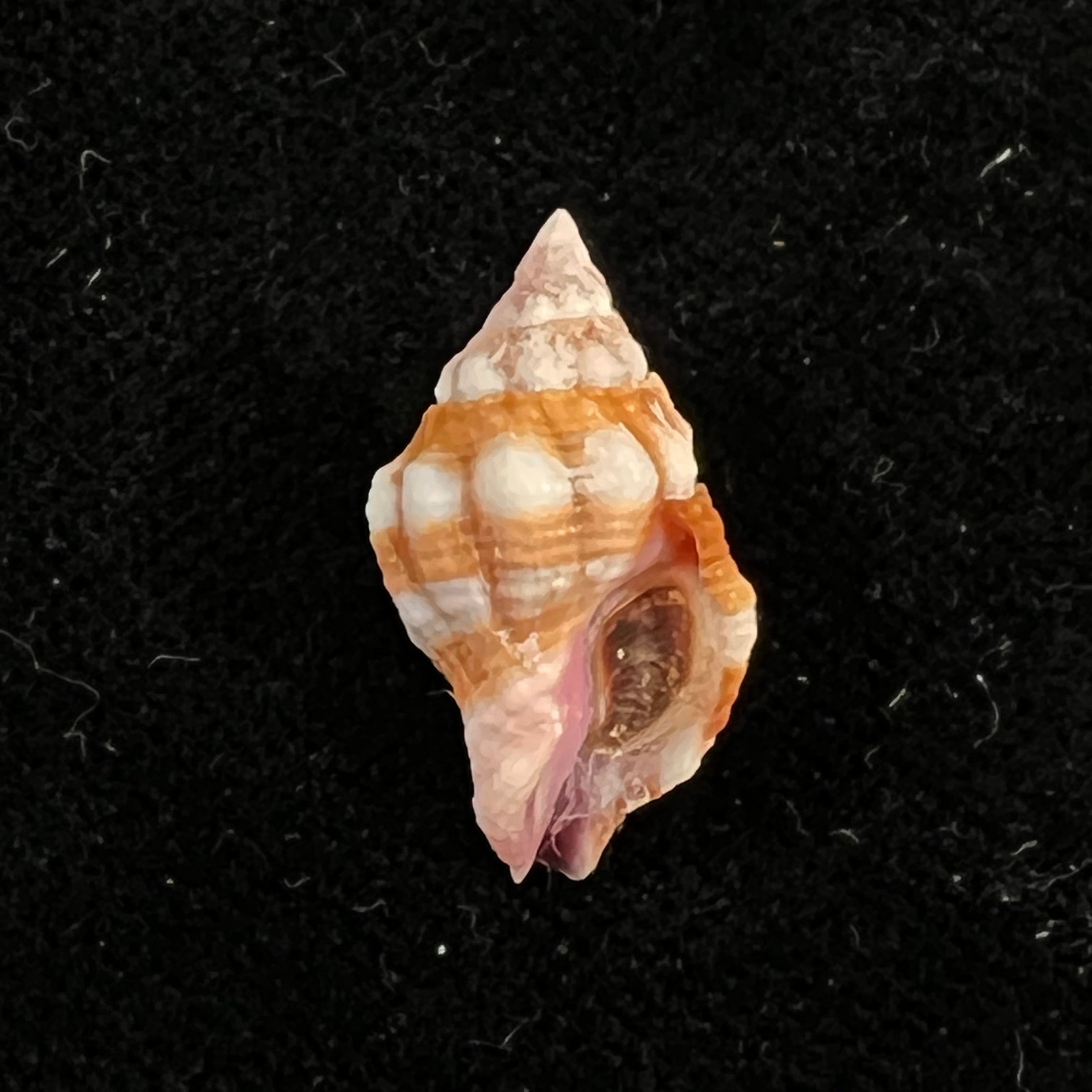 Peristernia forskalii (Tapparone Canefri, 1875) - 19,5mm
