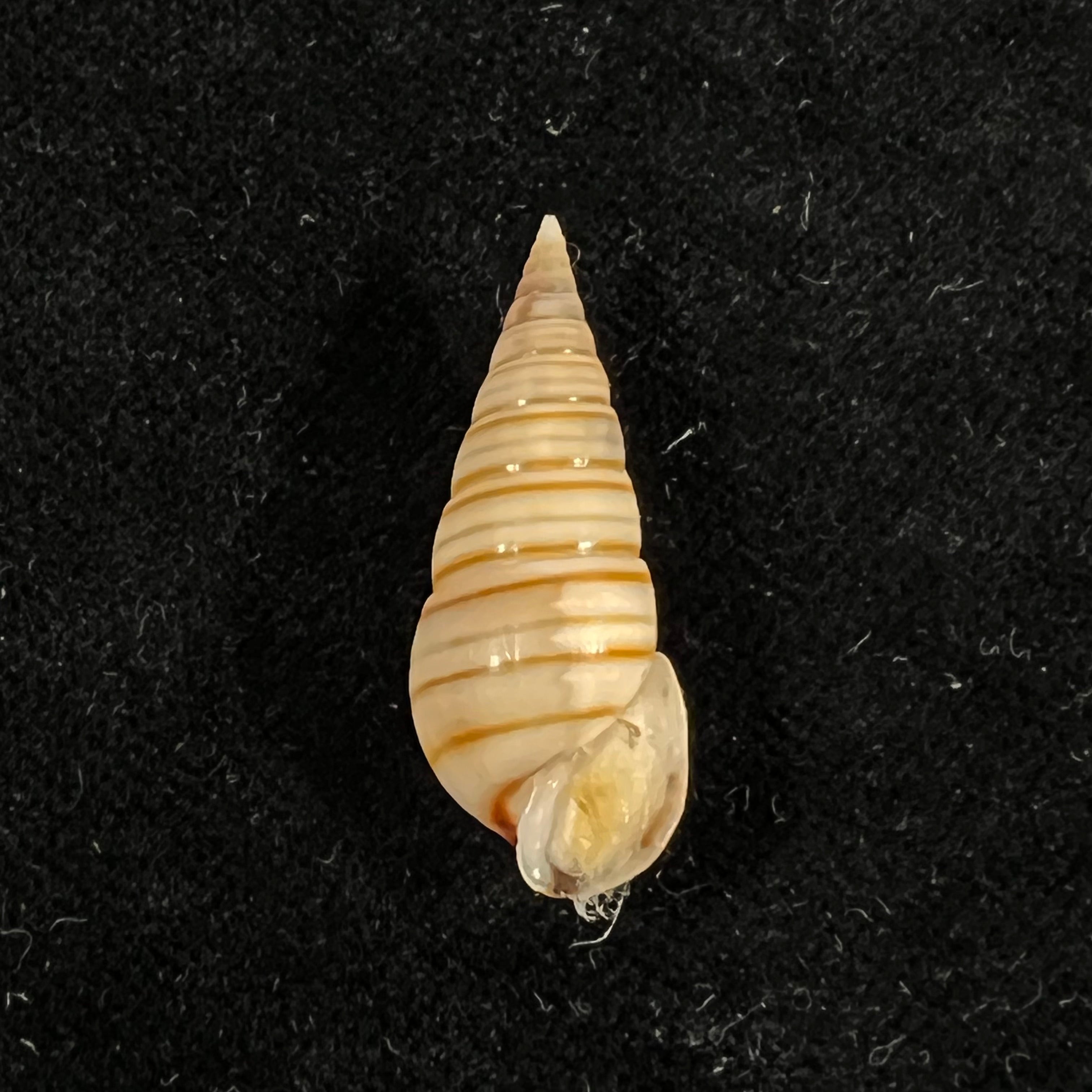 Pyramidella dolabrata (Linnaeus, 1758) - 28,1mm