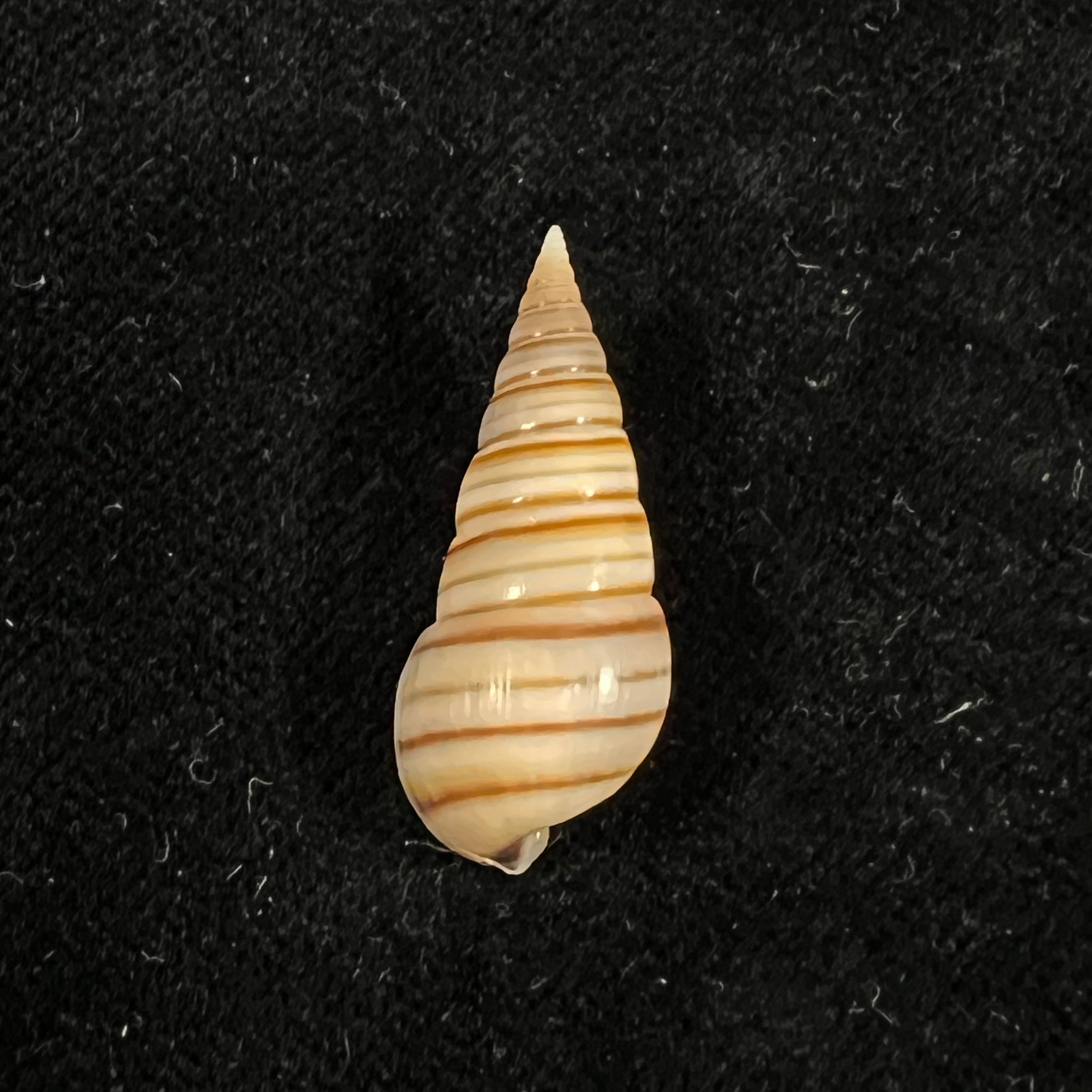 Pyramidella dolabrata (Linnaeus, 1758) - 27,3mm
