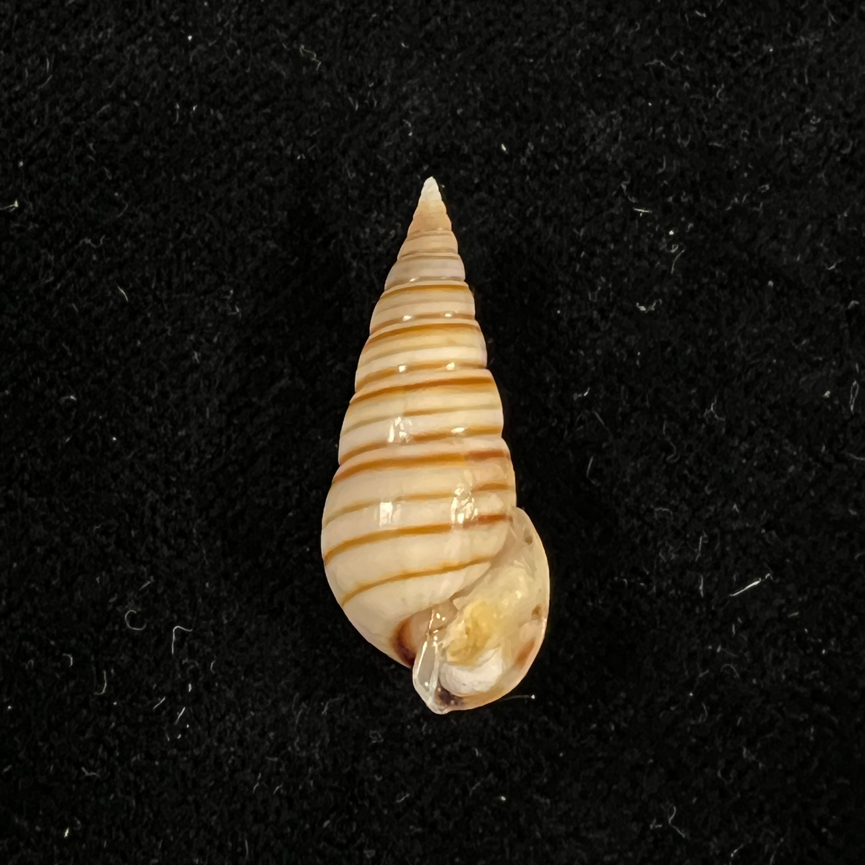 Pyramidella dolabrata (Linnaeus, 1758) - 27,3mm