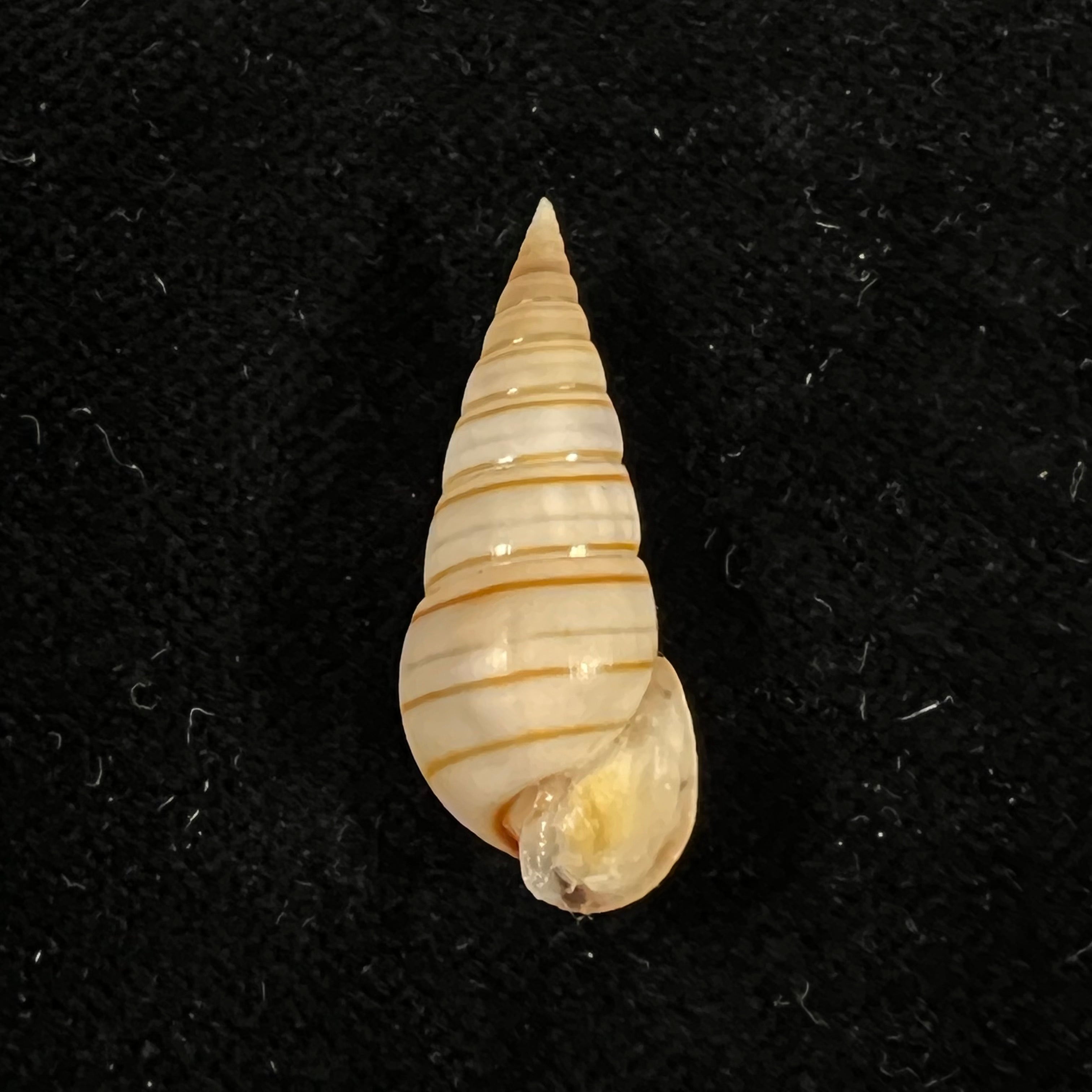 Pyramidella dolabrata (Linnaeus, 1758) - 28,9mm
