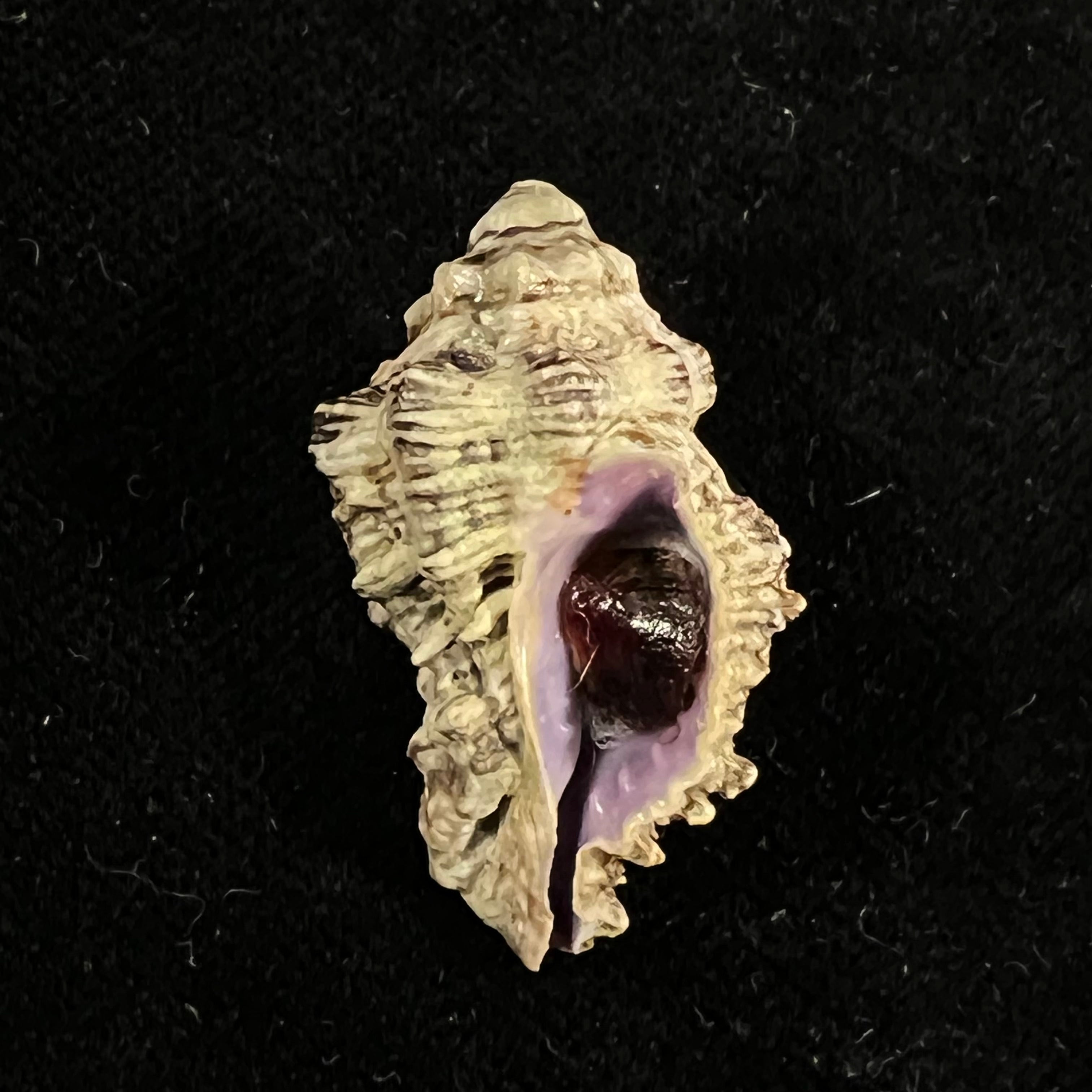 Muricodrupa fenestrata (Blainville, 1832) - 31,9mm
