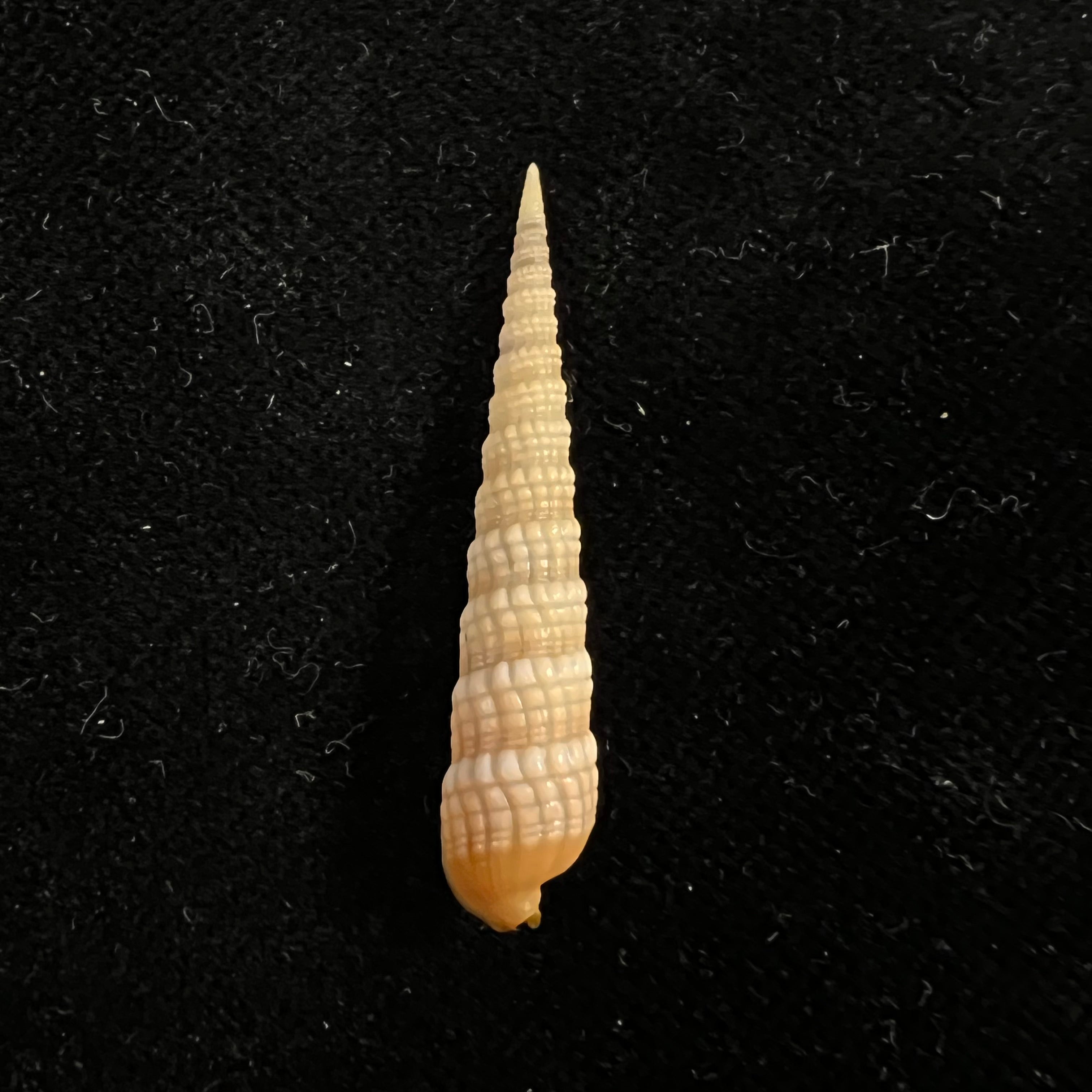 Terebra babylonia Lamarck, 1822 - 36,3mm