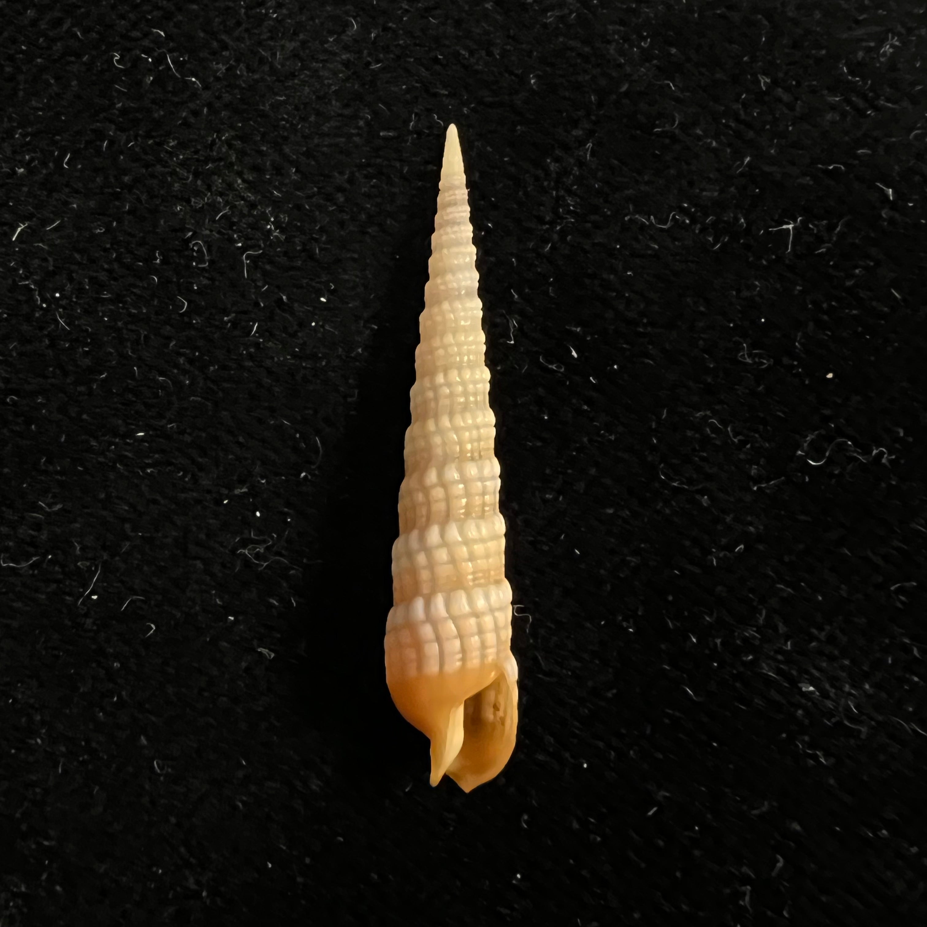 Terebra babylonia Lamarck, 1822 - 36,3mm