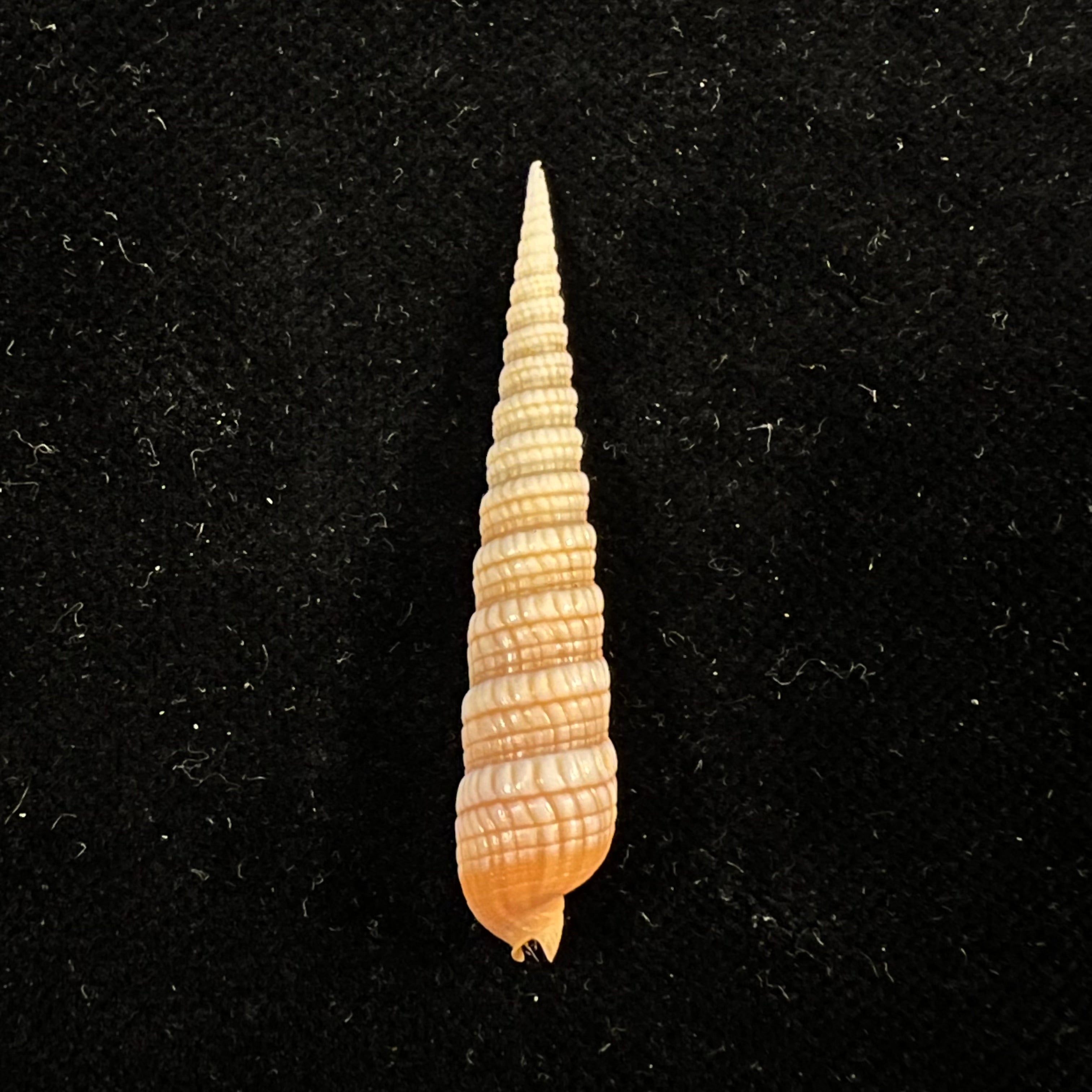 Terebra babylonia Lamarck, 1822 - 41,7mm