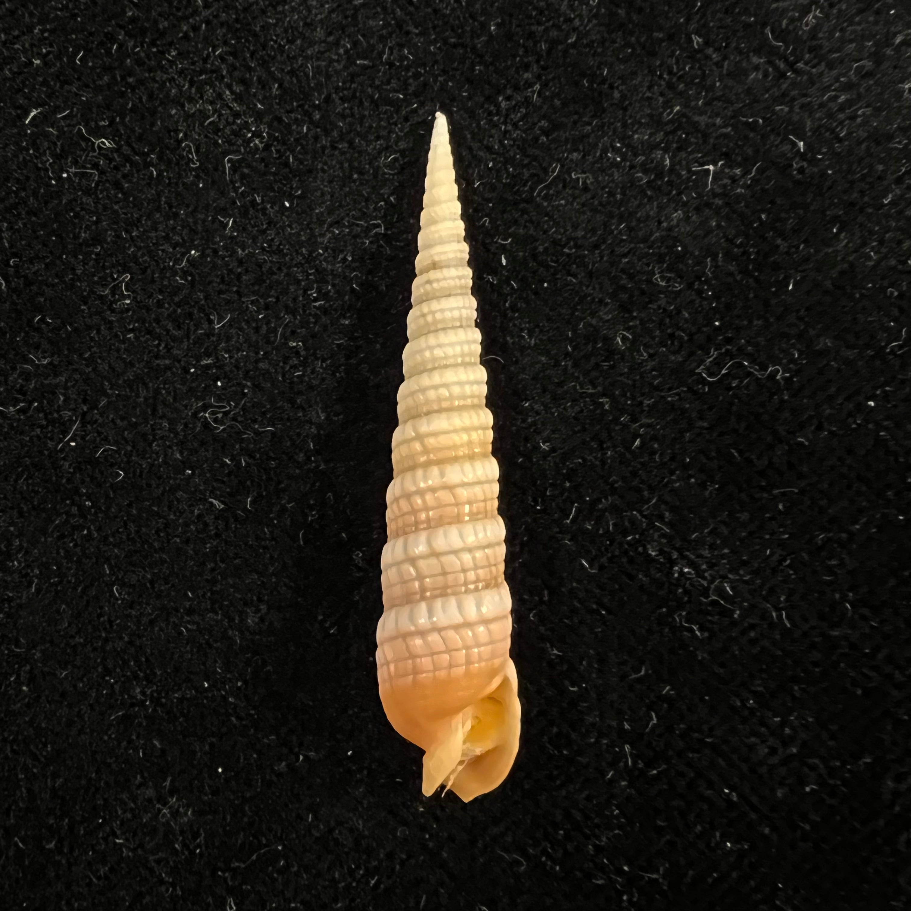 Terebra babylonia Lamarck, 1822 - 41,7mm