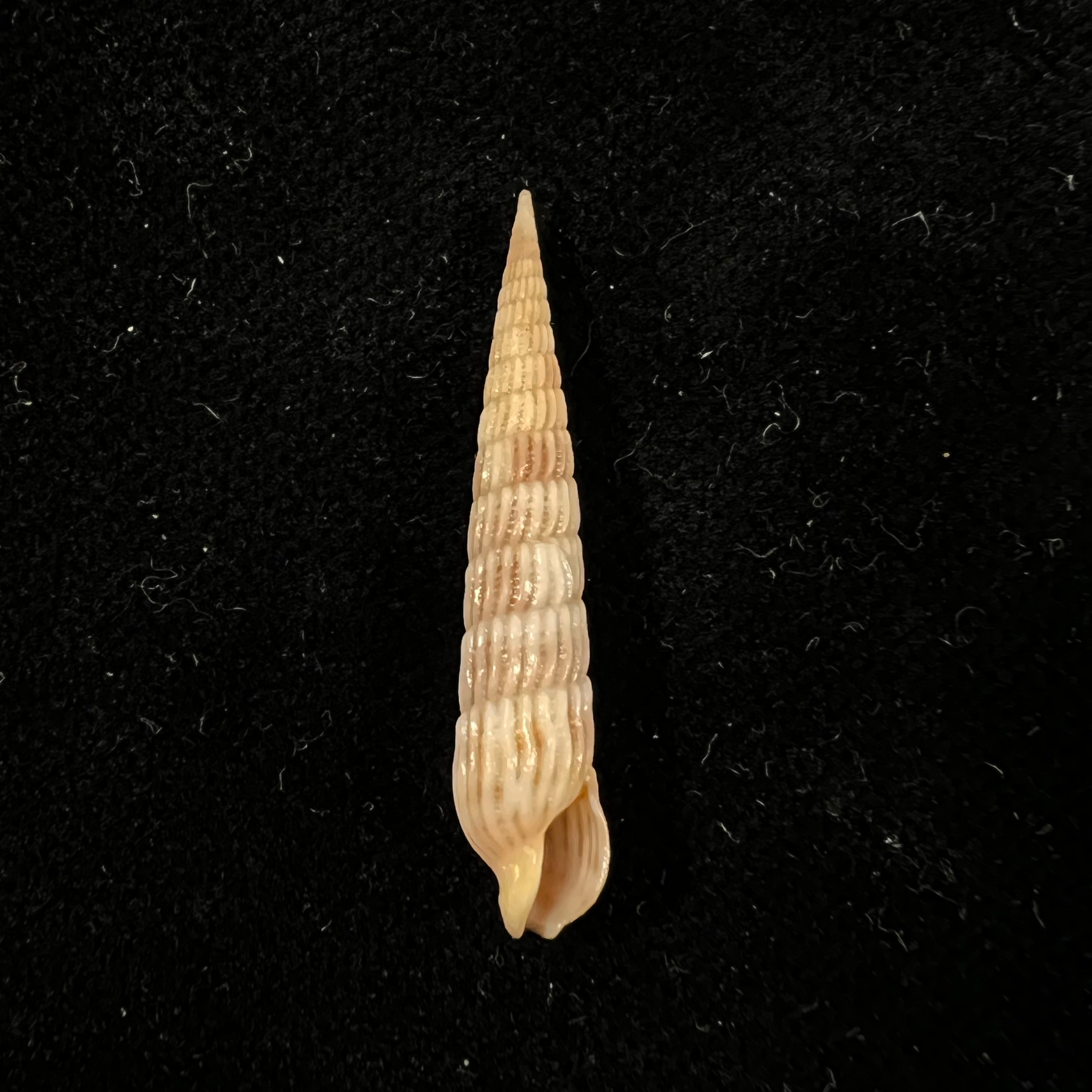 Myurellopsis columellaris (Hinds, 1844) - 29,7mm