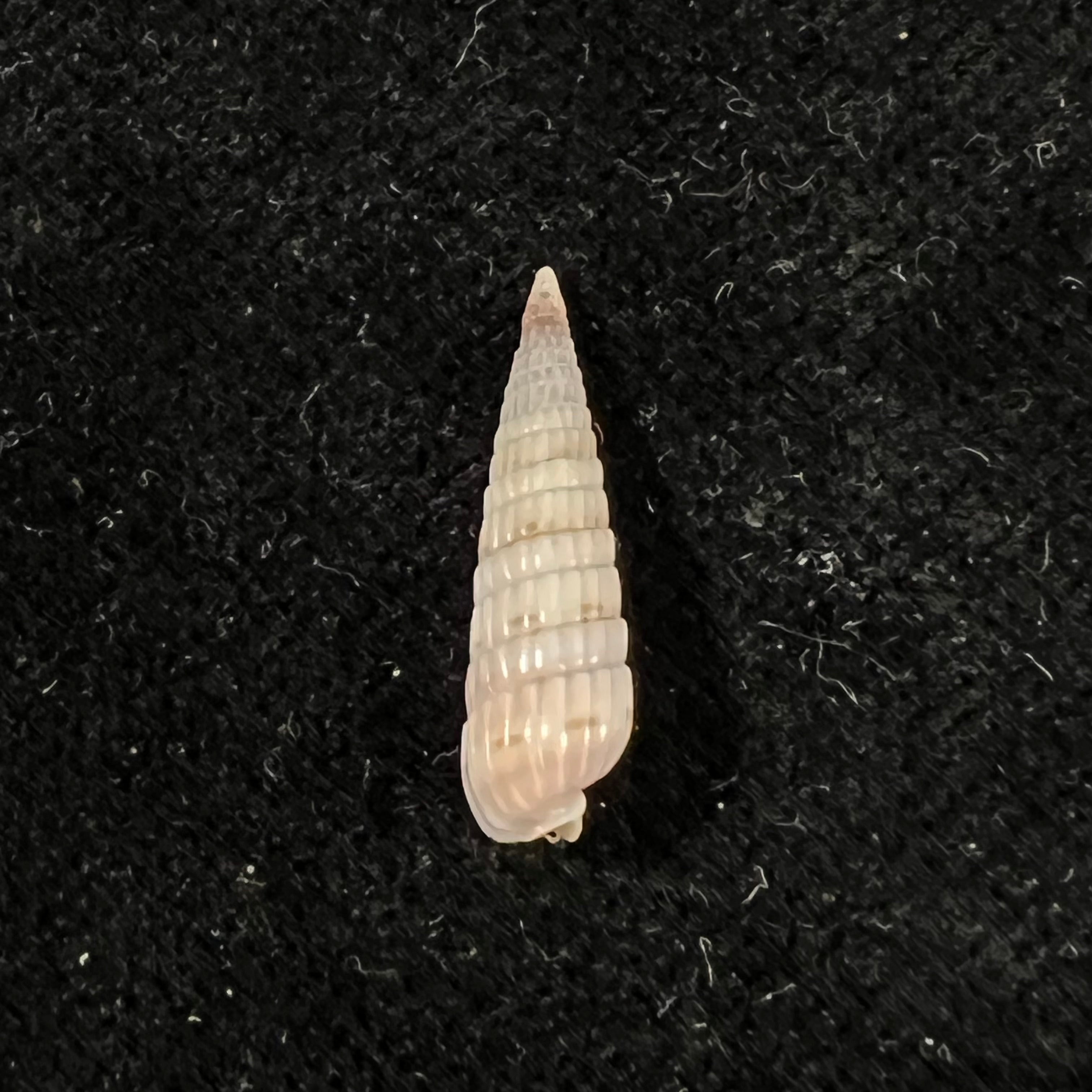 Duplicaria morbida (Reeve, 1860) - 16,3mm