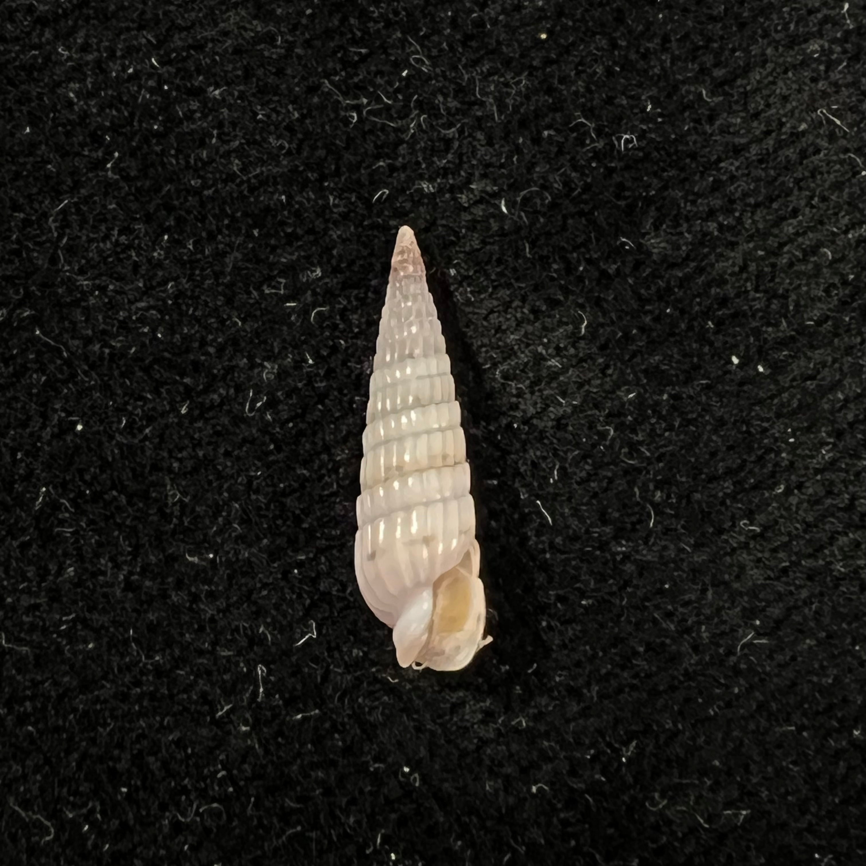 Duplicaria morbida (Reeve, 1860) - 16,3mm