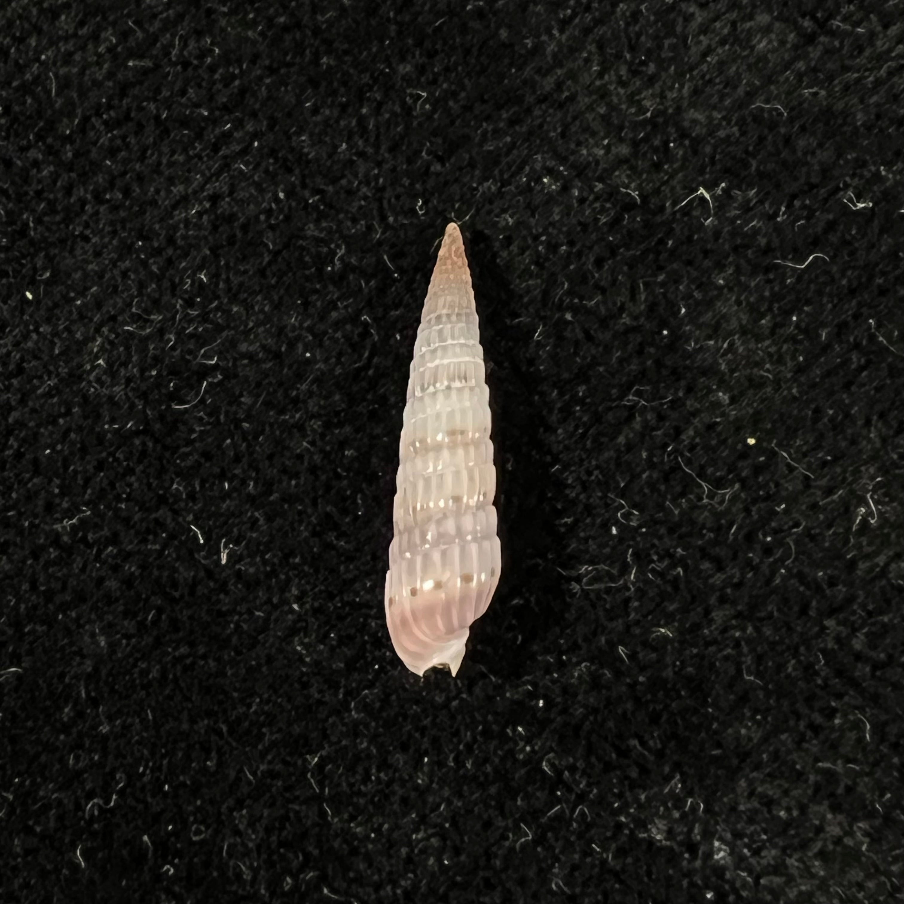 Duplicaria morbida (Reeve, 1860) - 17,6mm