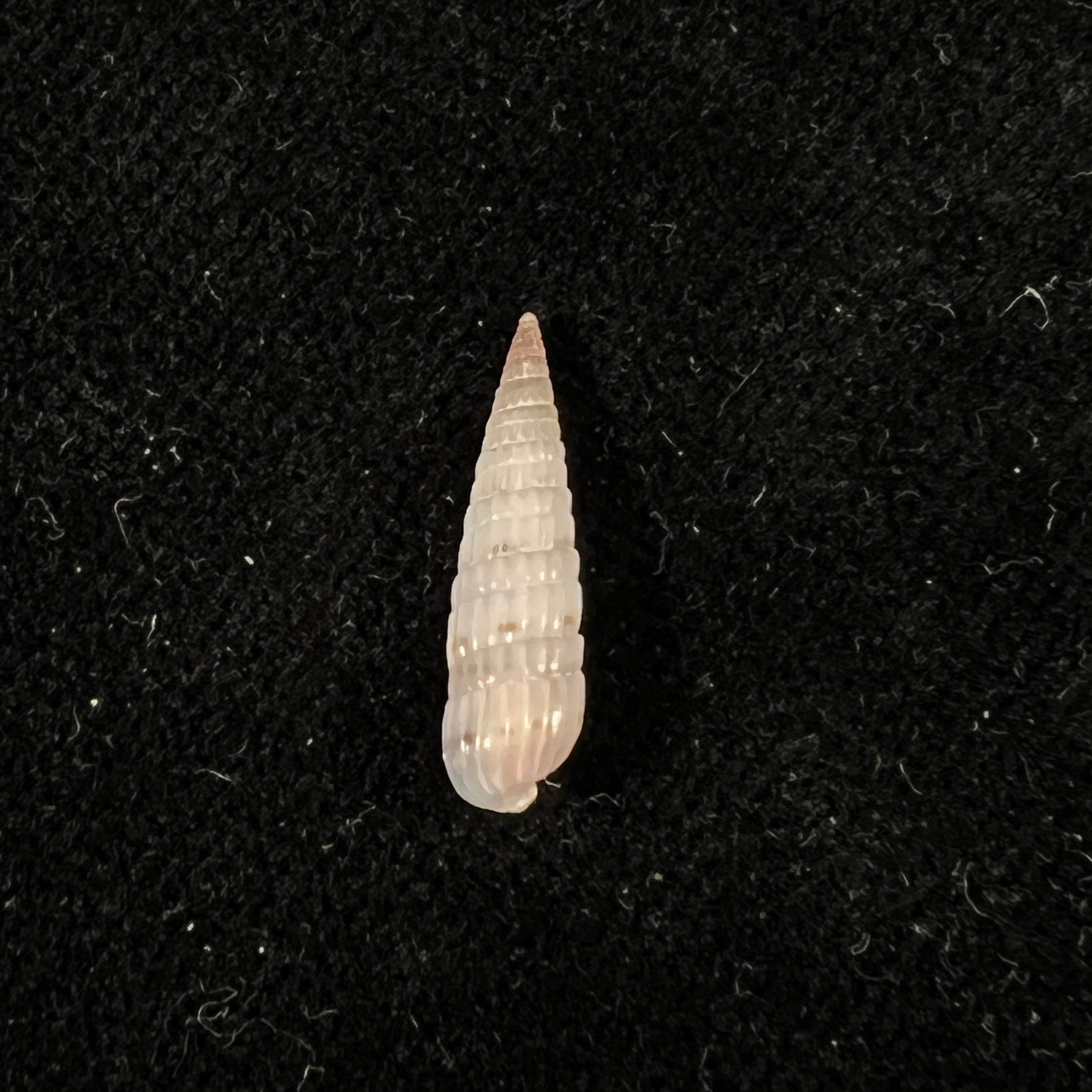 Duplicaria morbida (Reeve, 1860) - 16,4mm