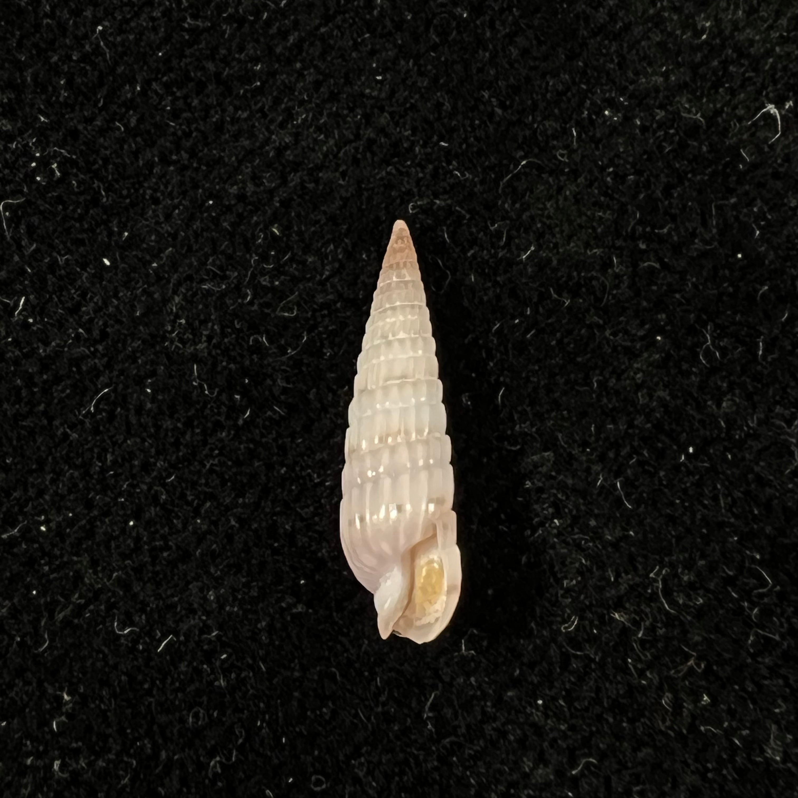Duplicaria morbida (Reeve, 1860) - 16,4mm