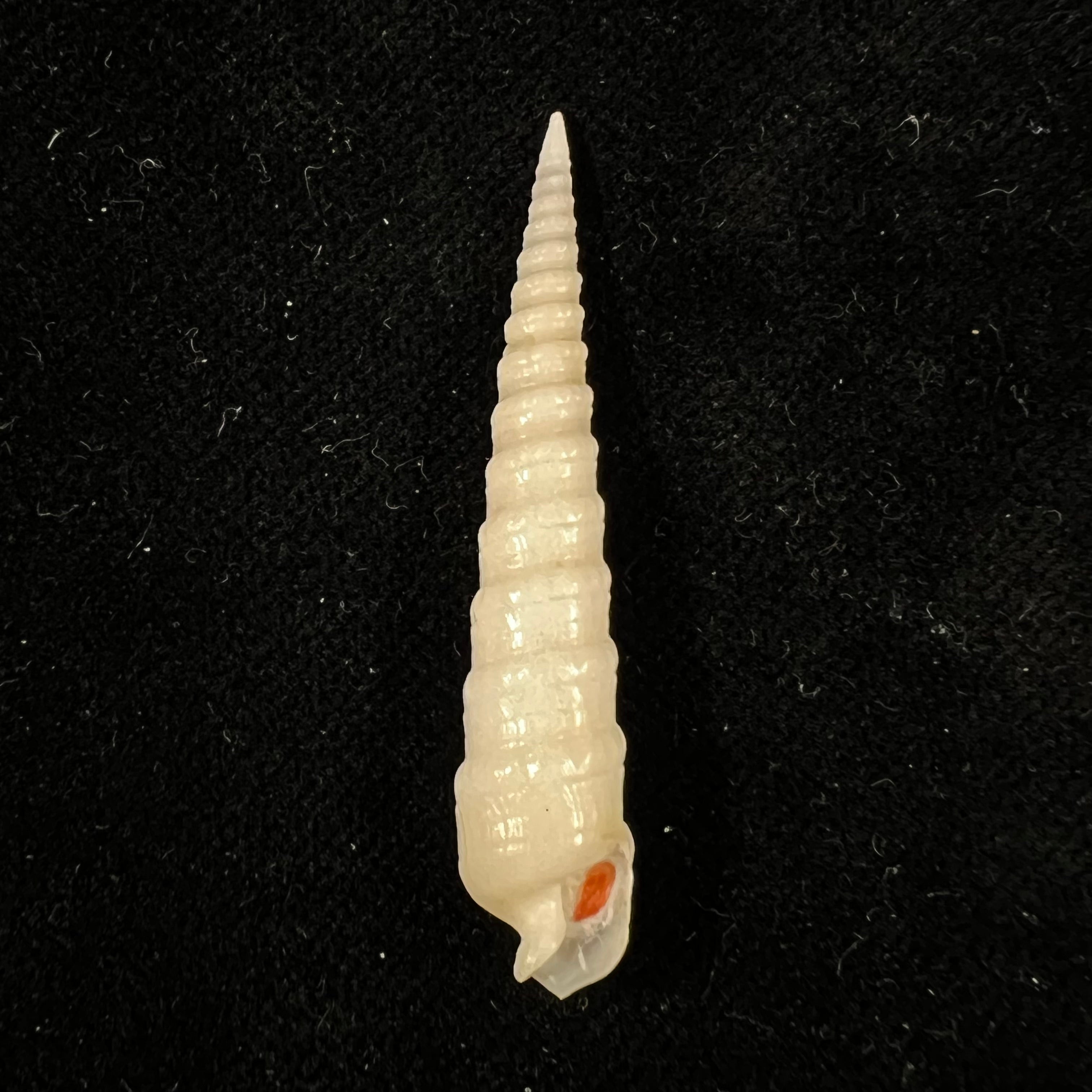 Terebra agulha Terryn, 2022 - 42,2mm