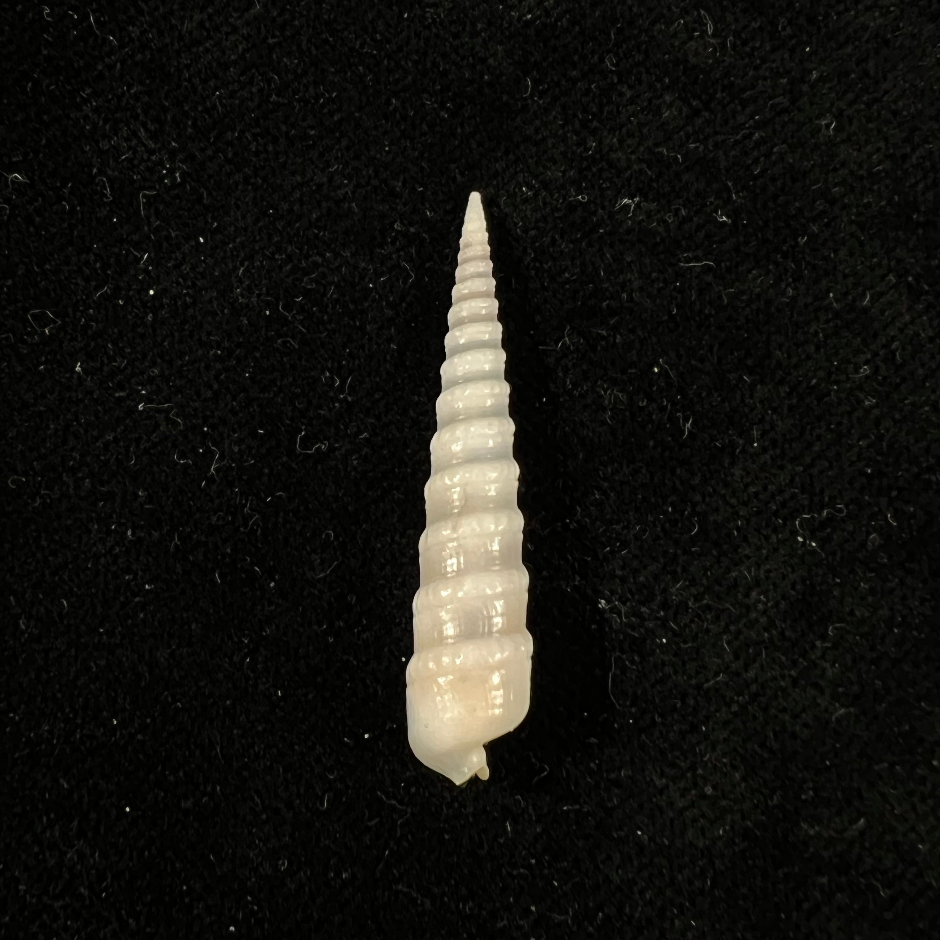 Terebra agulha Terryn, 2022 - 36,5mm