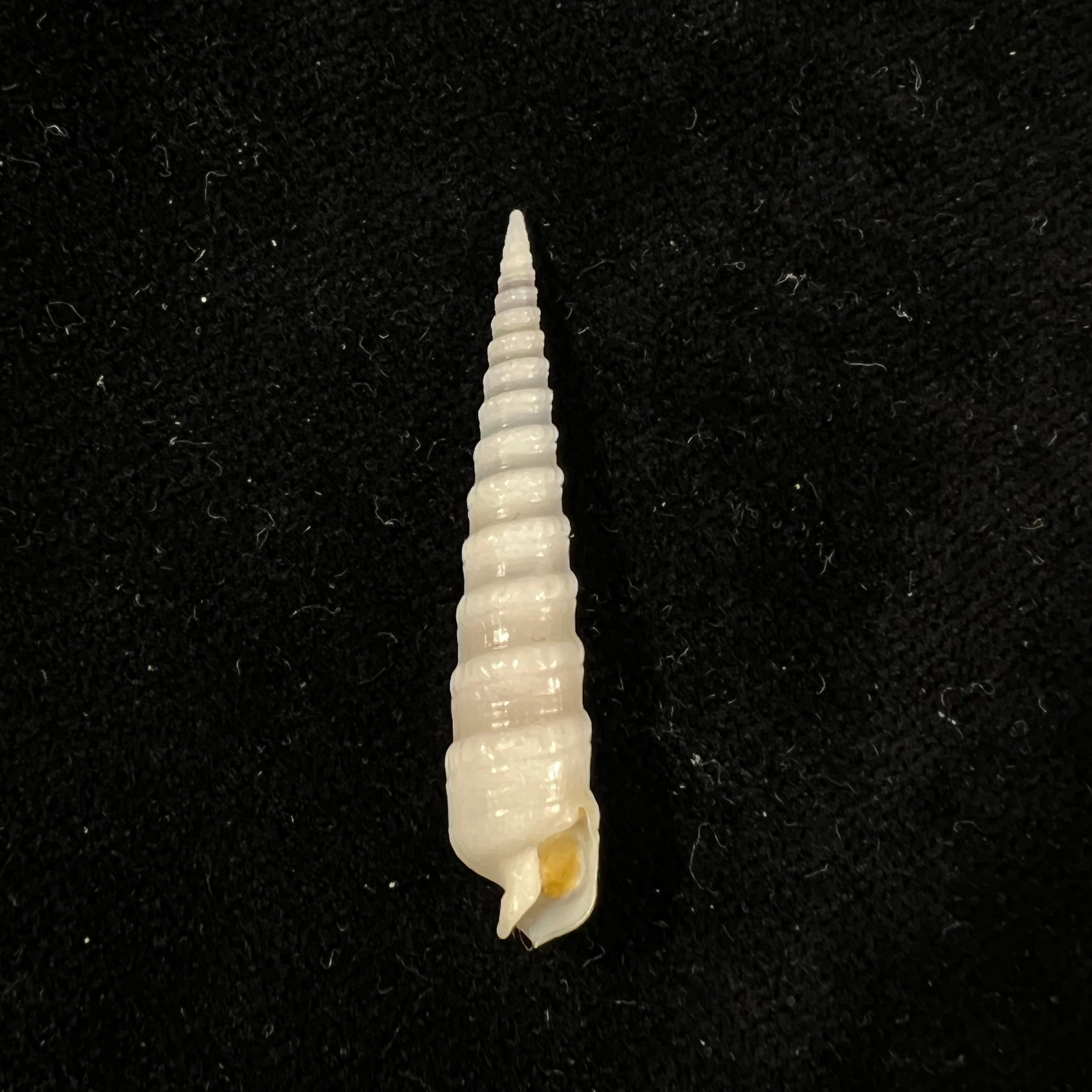 Terebra agulha Terryn, 2022 - 36,5mm